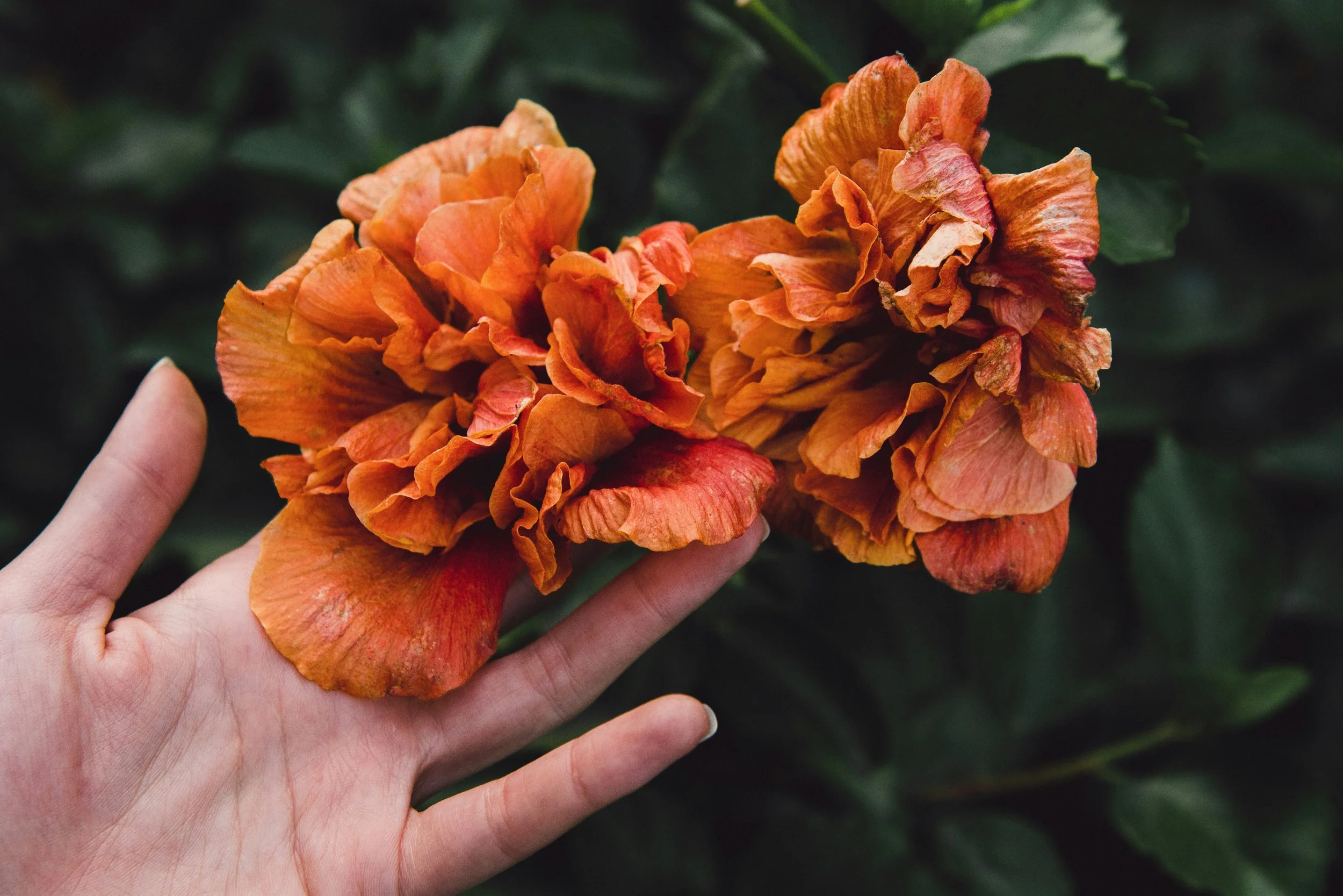 Photo by Chandra Oh on Unsplash