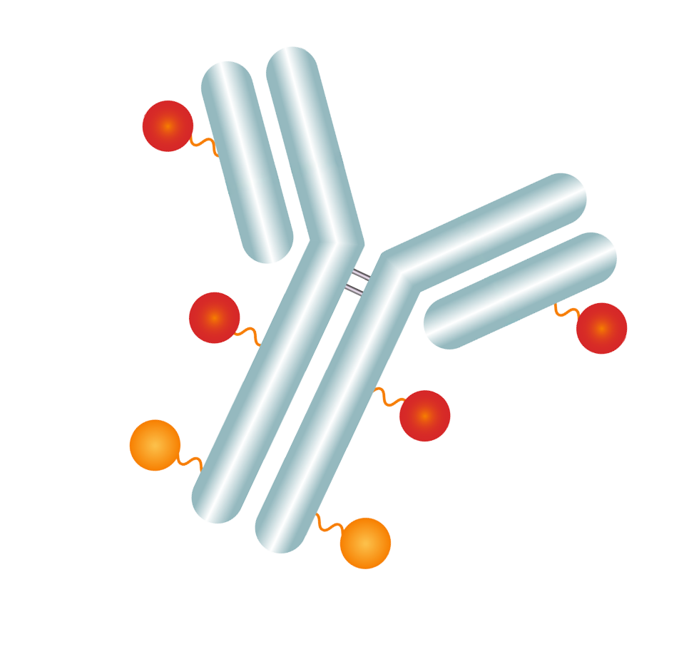A diagram of a Y-shaped antibody molecule with red and orange spheres representing different stages or components.