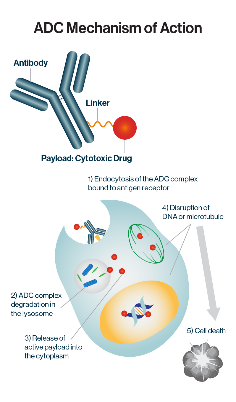 Diagram depicting the mechanism of action of an antibody-drug conjugate (ADC). Shows an antibody linked to a cytotoxic drug entering a cell via endocytosis, degradation of the ADC complex in the lysosome, release of the active payload into the cytoplasm, disruption of DNA or microtubules, leading to cell death.