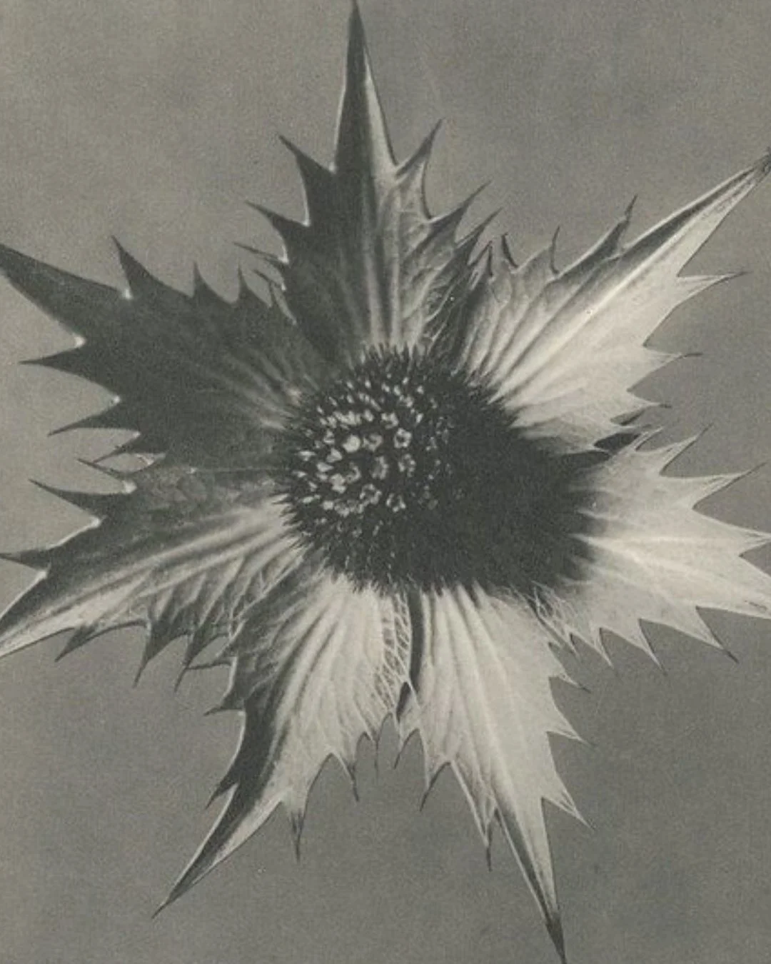 Okovi zamjenica