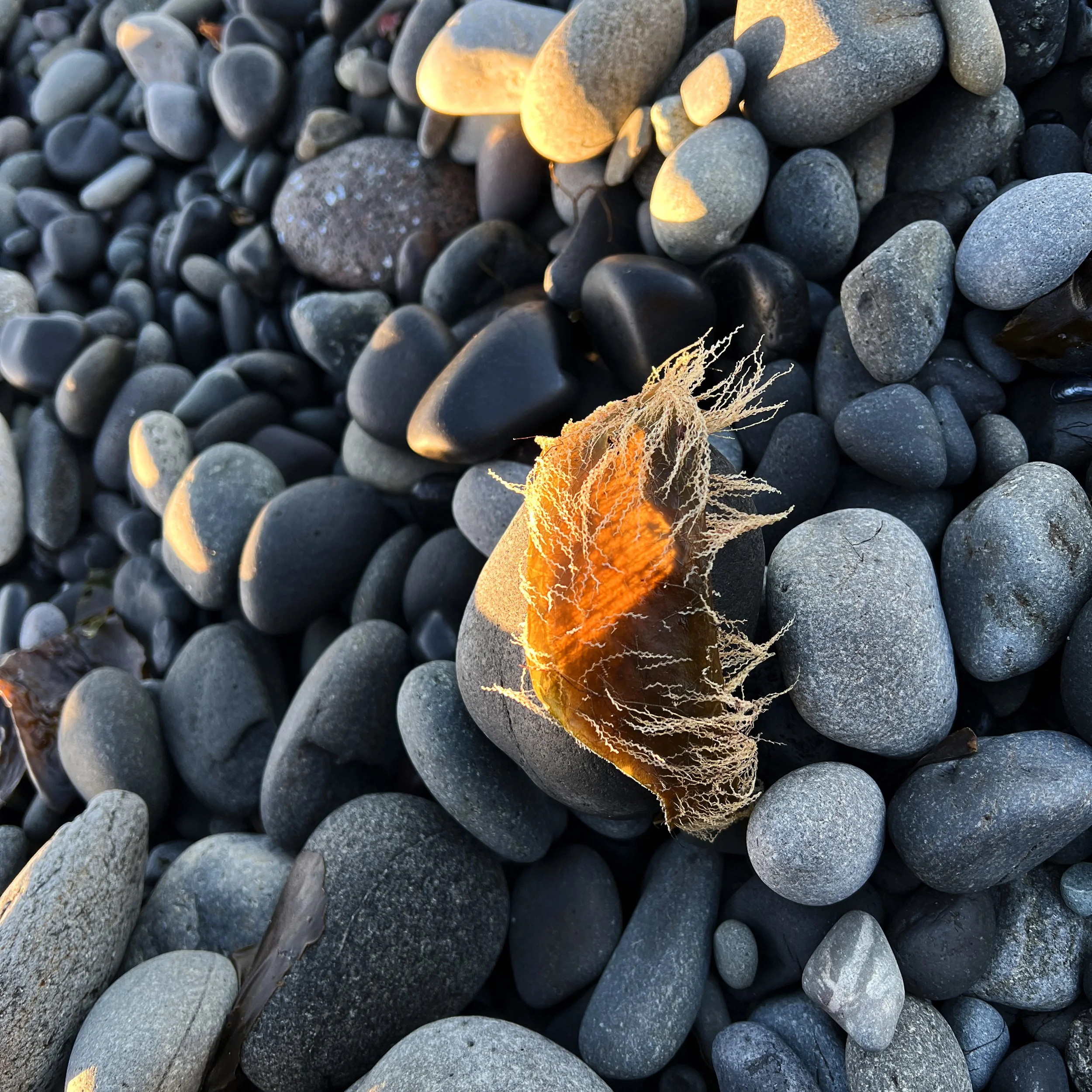 Close-up of a pebble-covered beach with a piece of seaweed illuminated by sunlight.