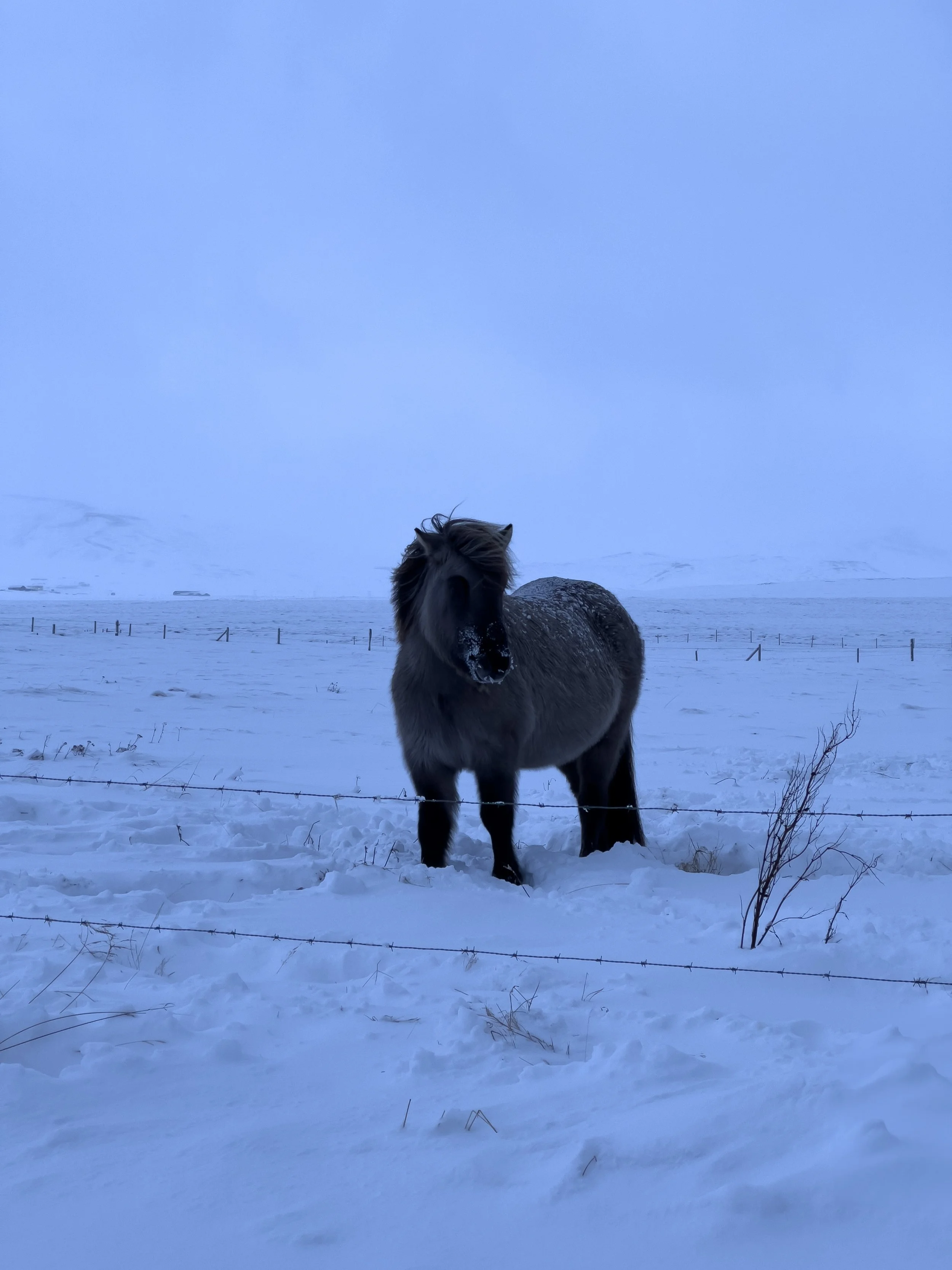 A black horse standing in snow-covered field behind a barbed wire fence, with a snowy landscape and overcast sky in the background.