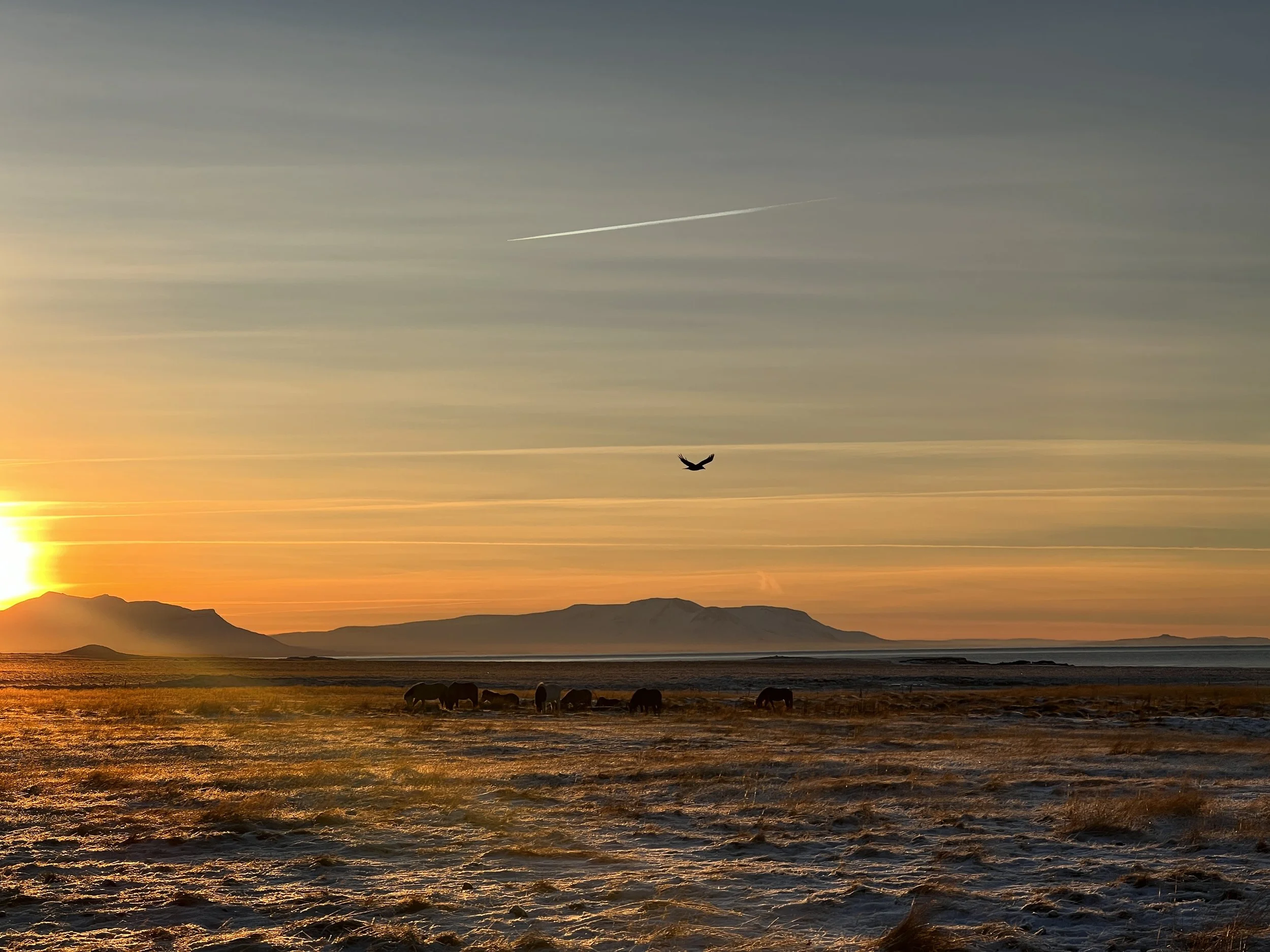 A sunset over a vast open landscape with mountains in the distance, a bird flying in the sky, and horses grazing on the ground in the foreground.