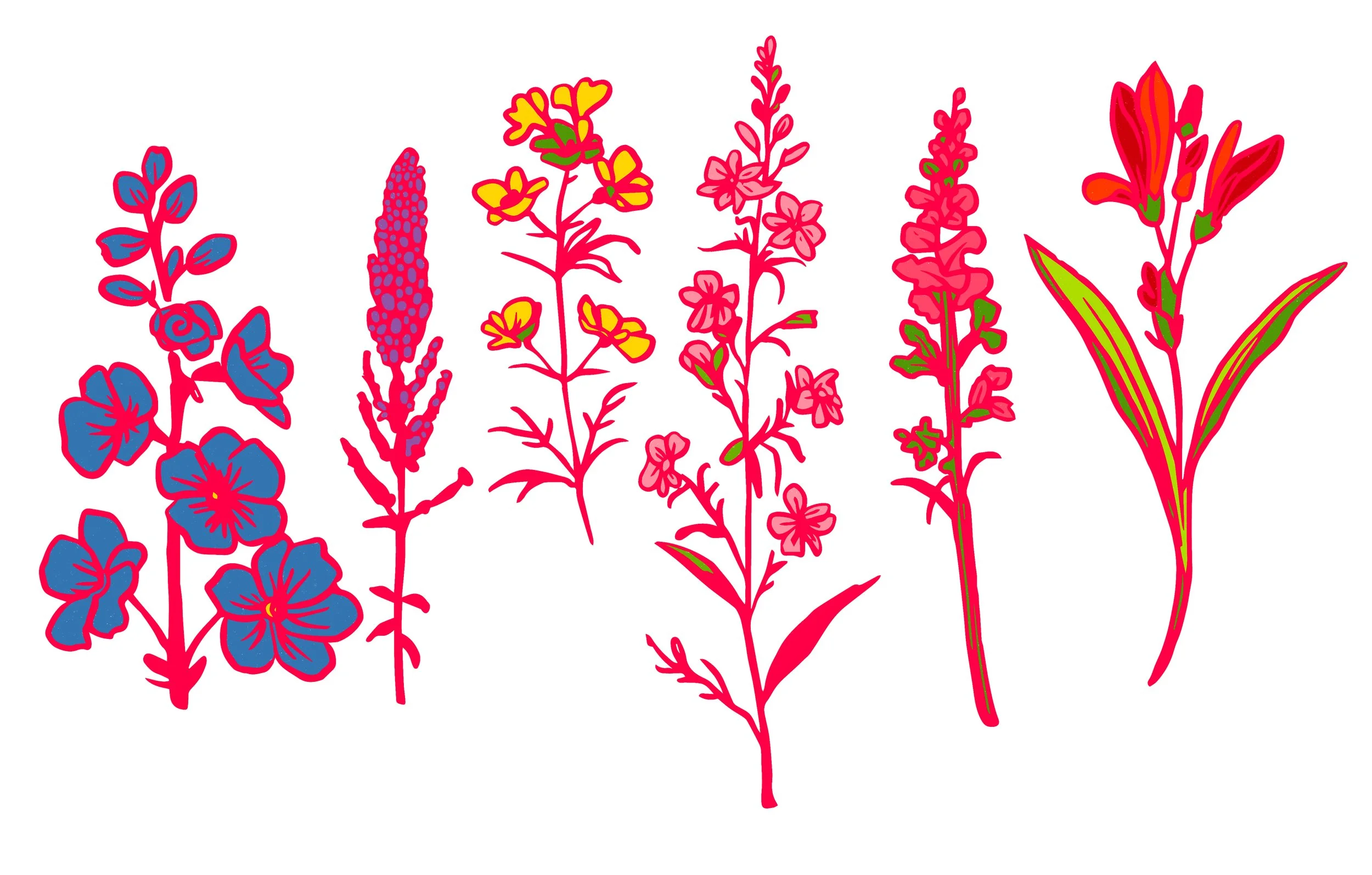 Illustration of six different colorful flowering plants with pink outlines, arranged from left to right, on a white background.