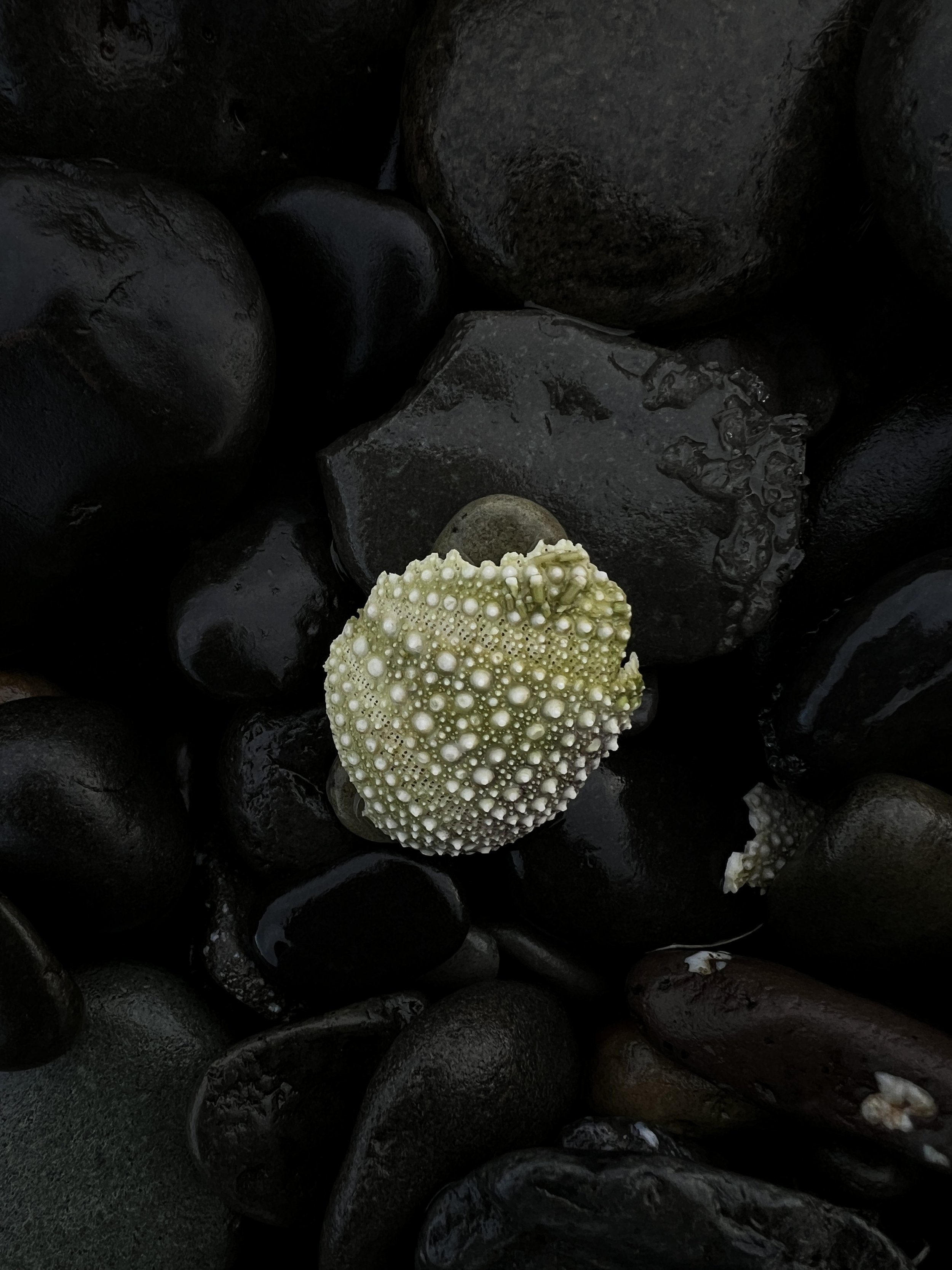 A sea urchin shell on black wet rocks.