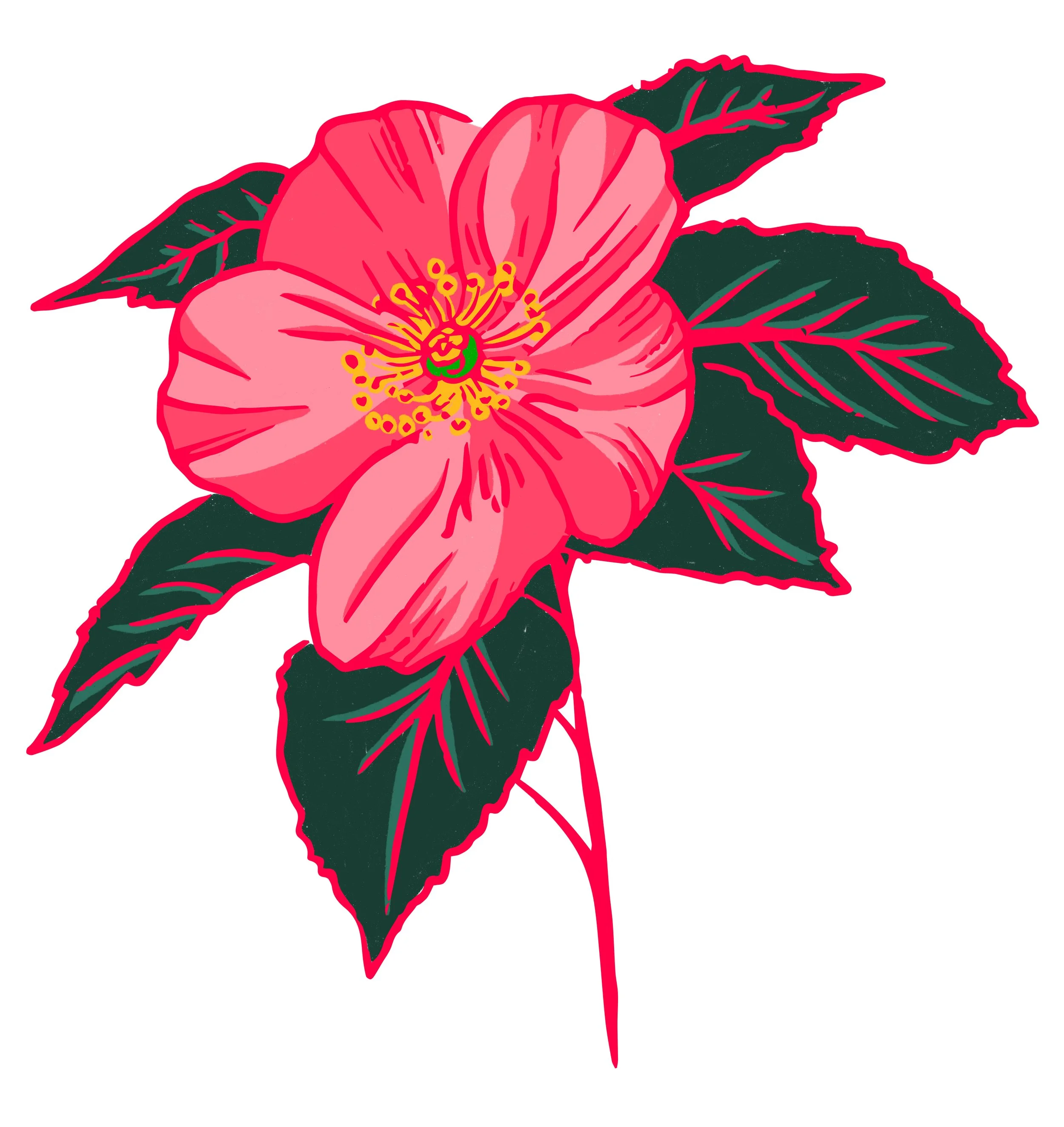 A pink flower with green and dark pink leaves surrounding it.