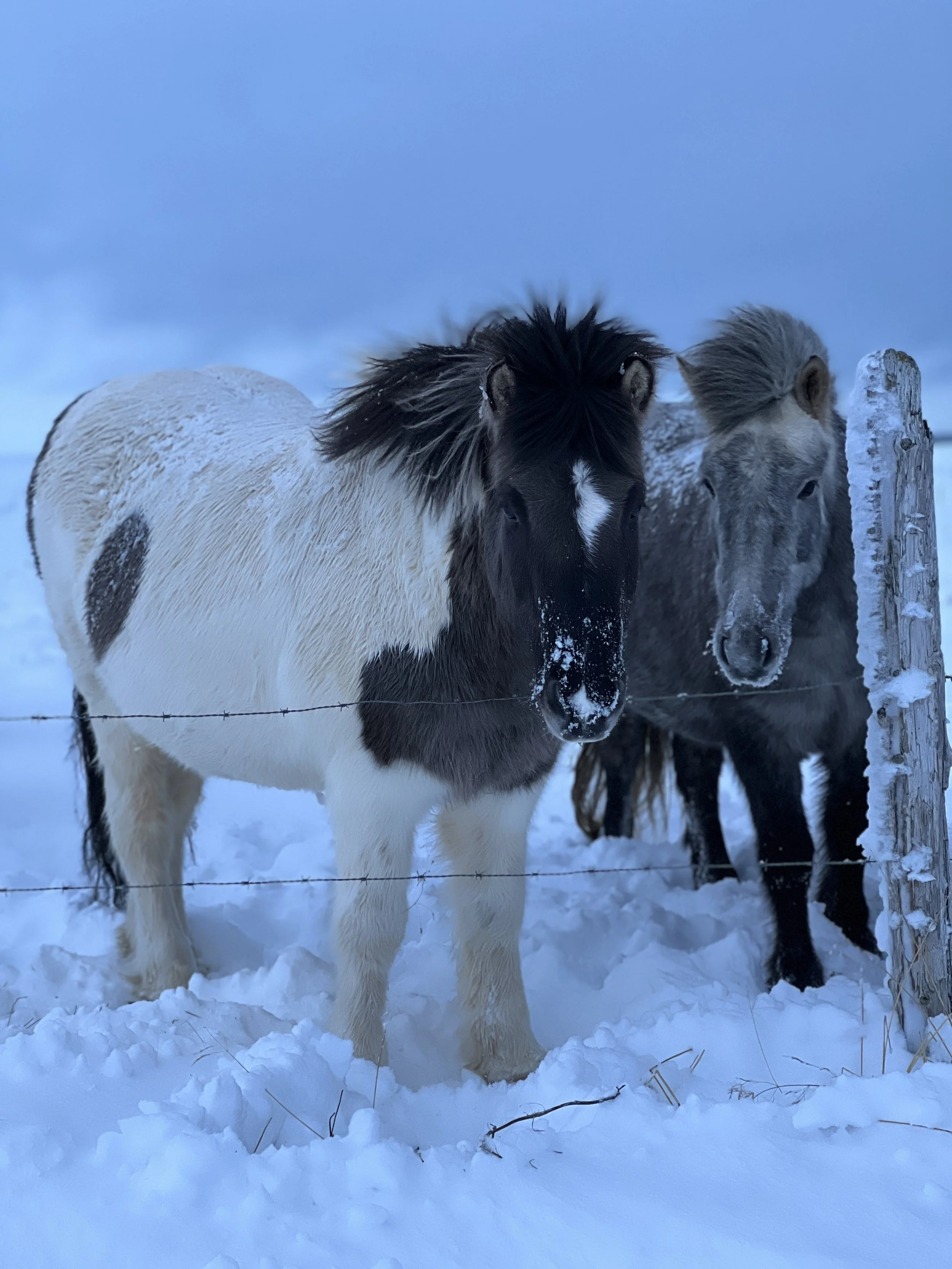 Two ponies standing behind a barbed wire fence in snowy landscape with a blue sky.