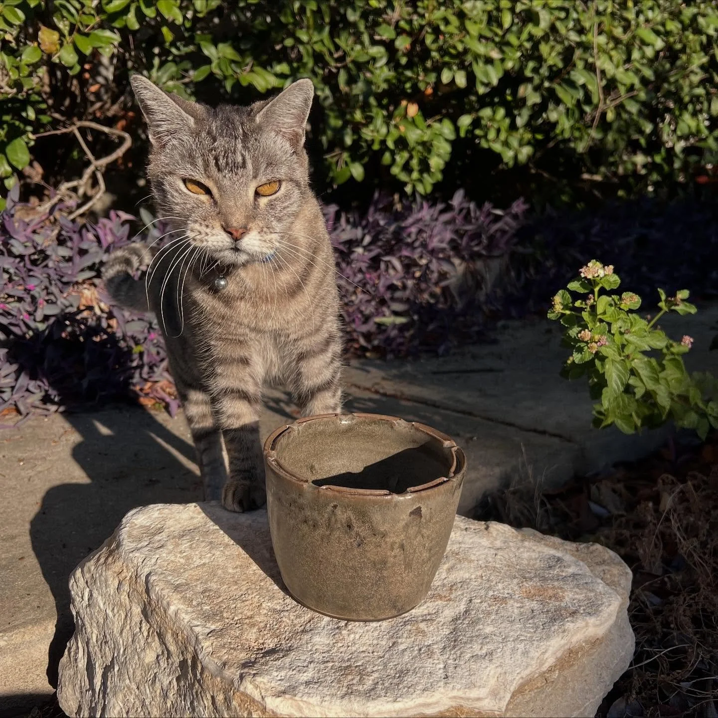 planter and succulent display dish for my mom

part of my bi-annual tradition of flying cross country with a suitcase full of pottery