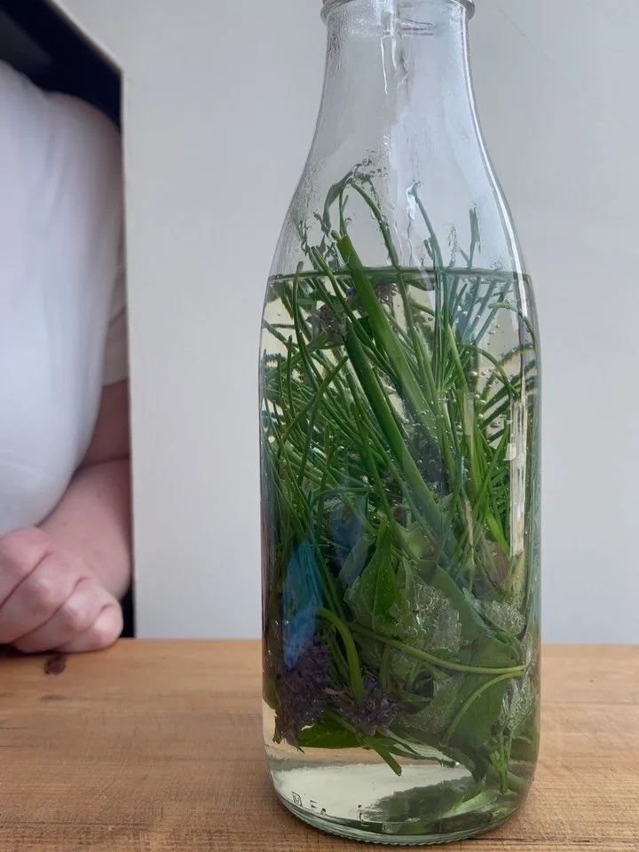 What&rsquo;s being preserved right now&hellip;
FENNEL FLOWERS  Possibly my favourite flowers. dried and turned into Fennel pollen, Left over stems + Anise hissop stems turned into syrup.. nicknamed sexy swamp syrup ( it lost the vibrant colour but no