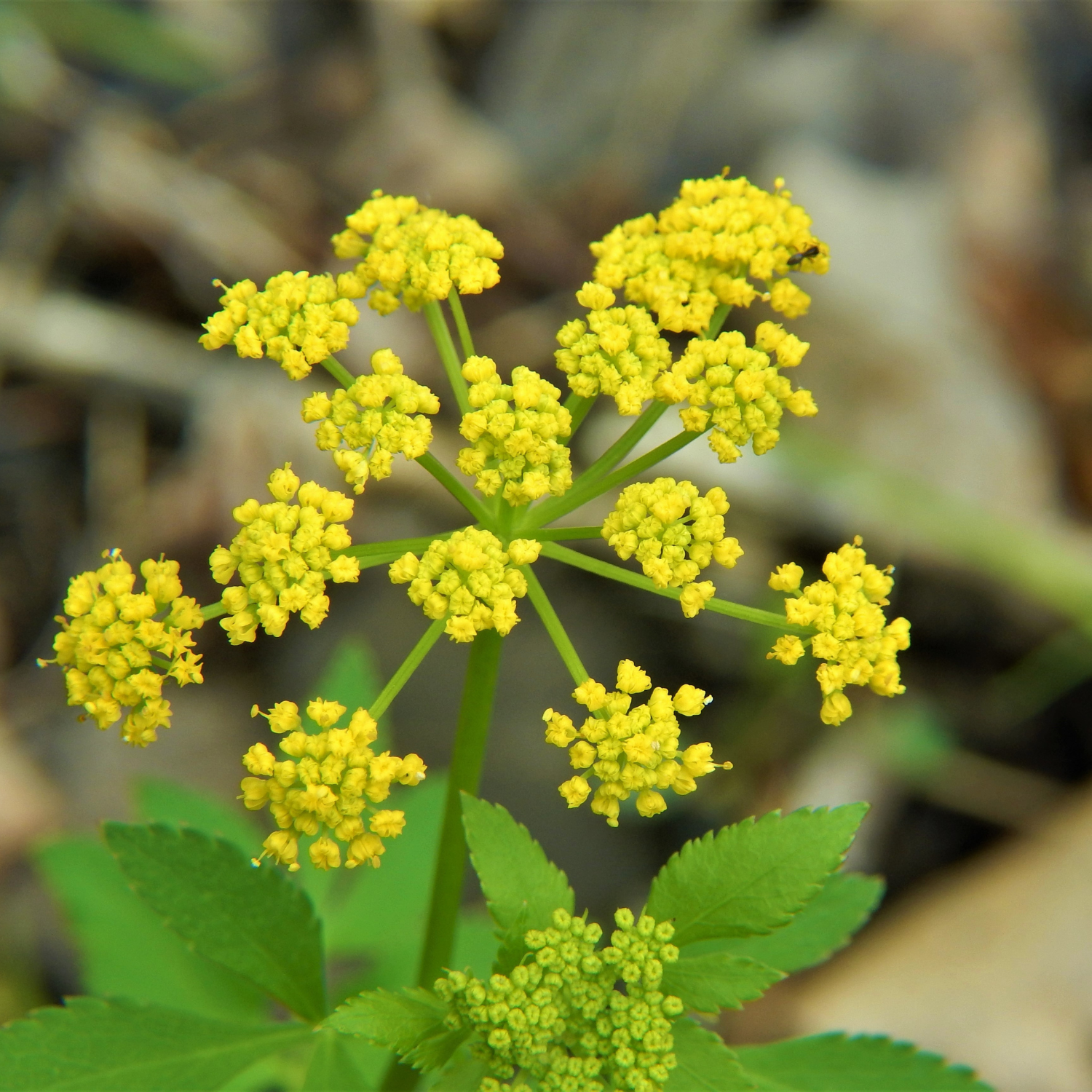 Golden Alexanders
