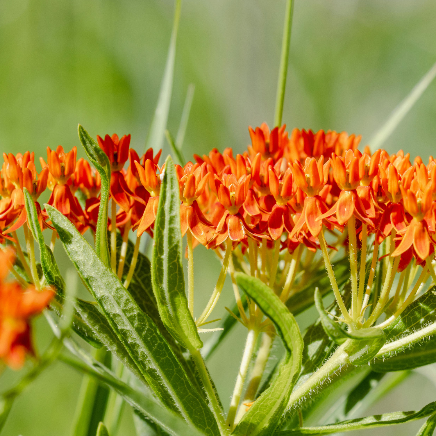 Butterfly Milkweed