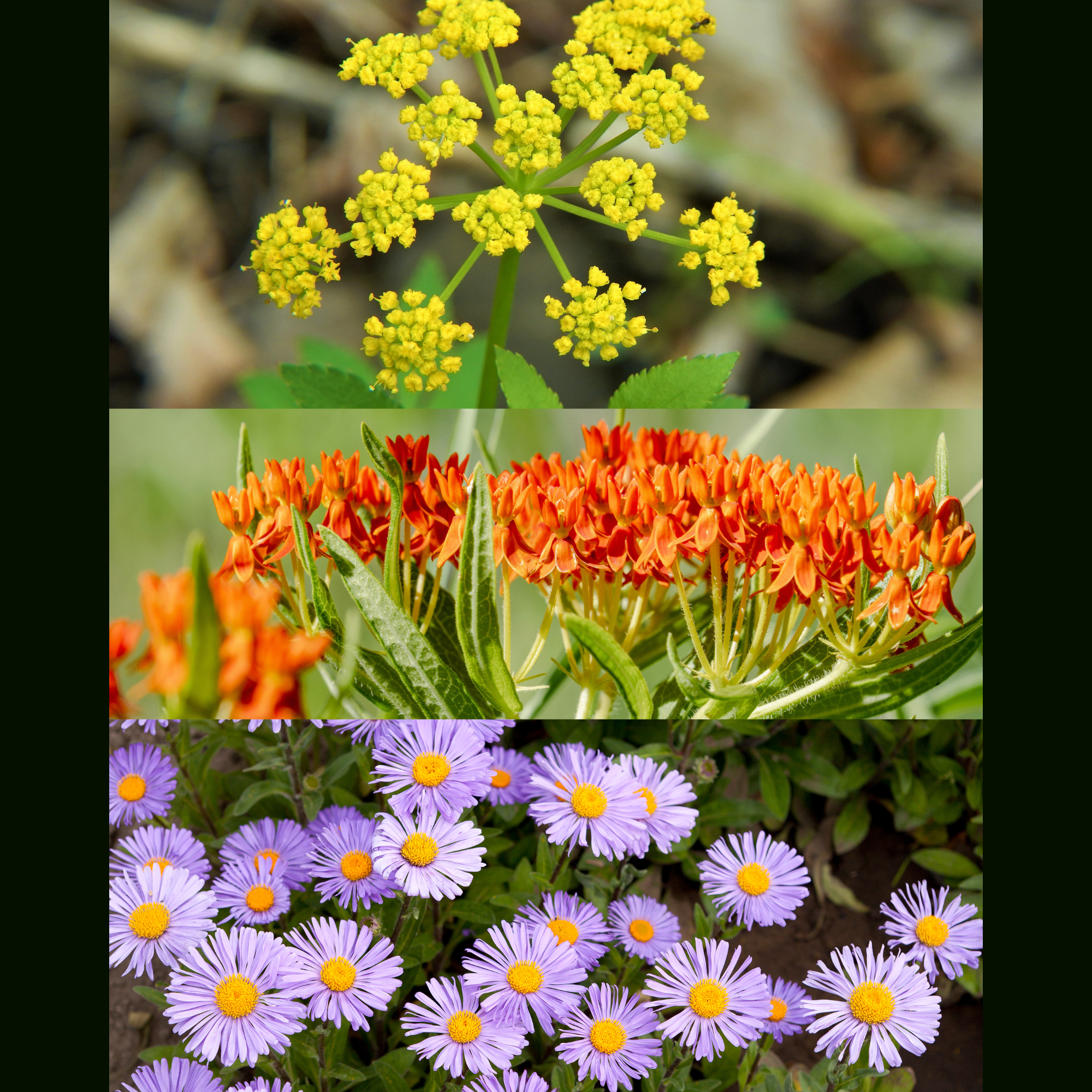 Butterfly Garden Kit