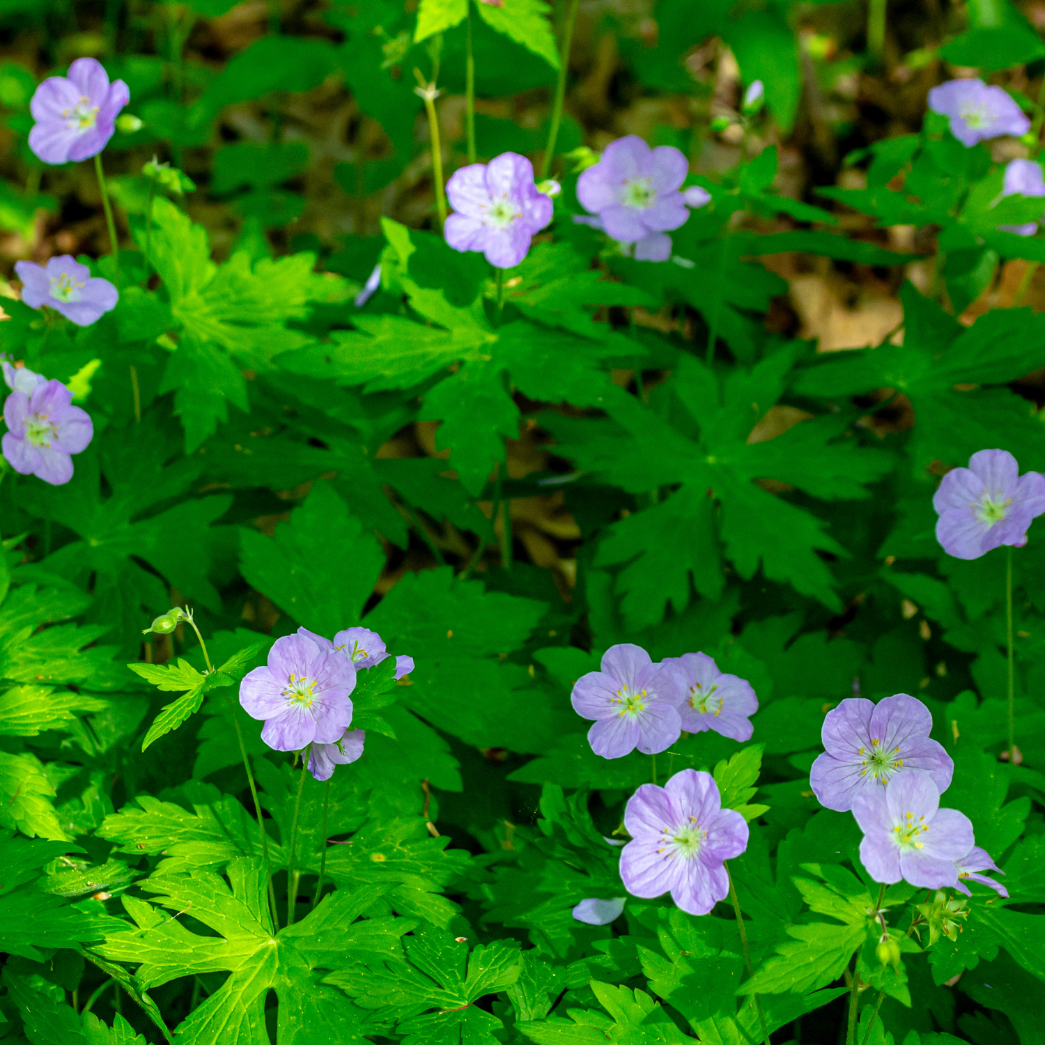 Wild Geranium