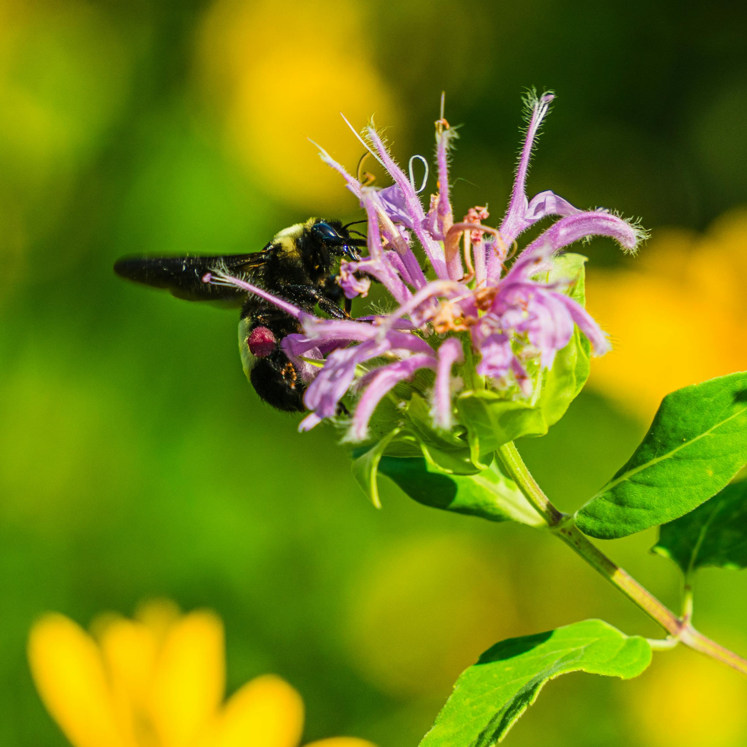 Wild bergamont (Beebalm)