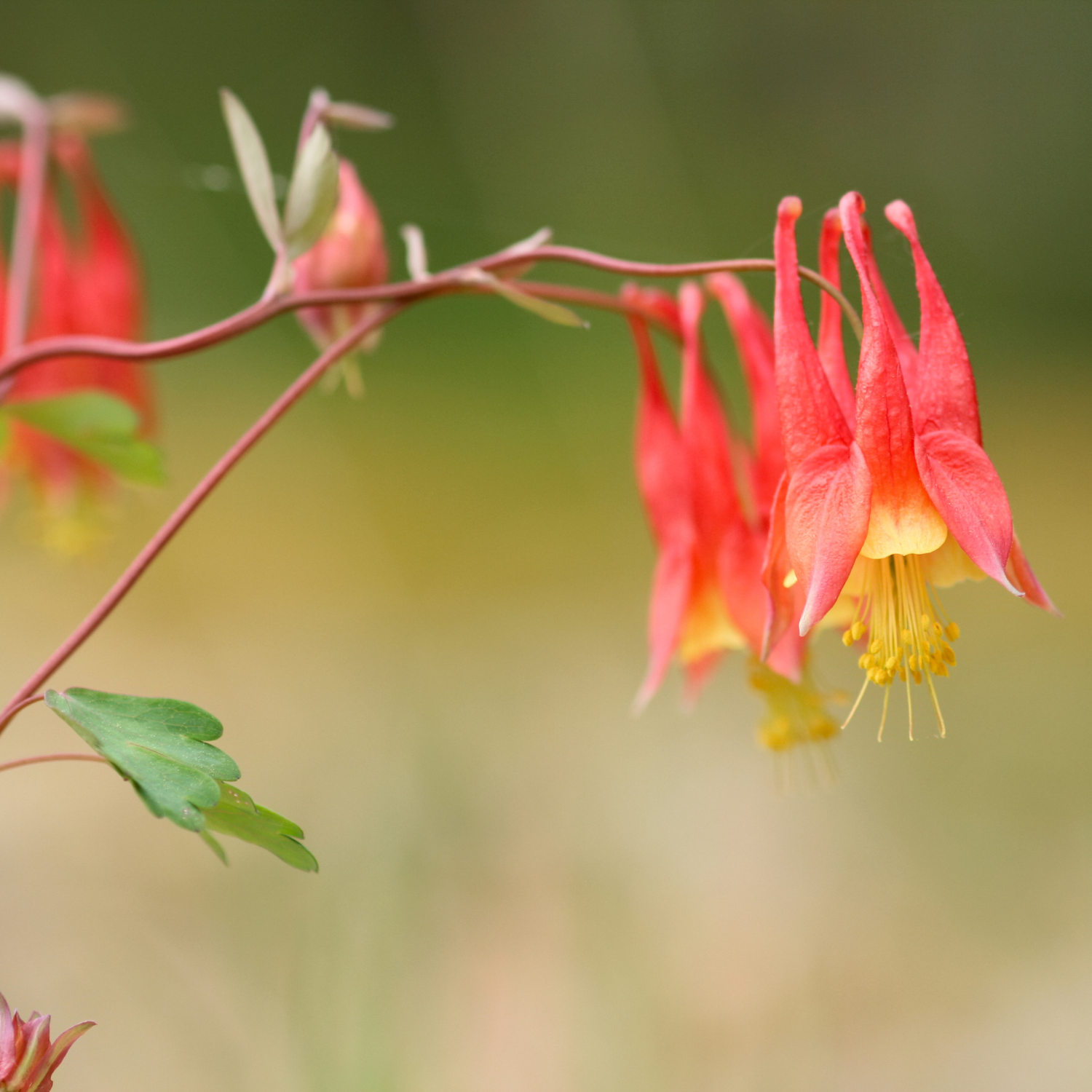 Columbine