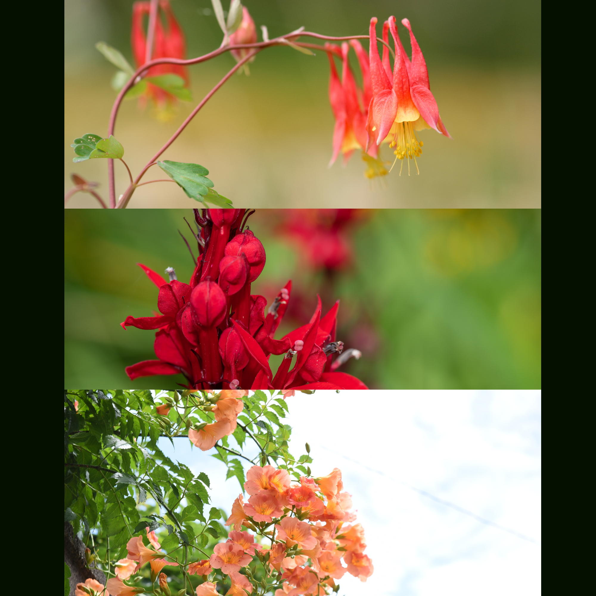 Hummingbird Garden Kit