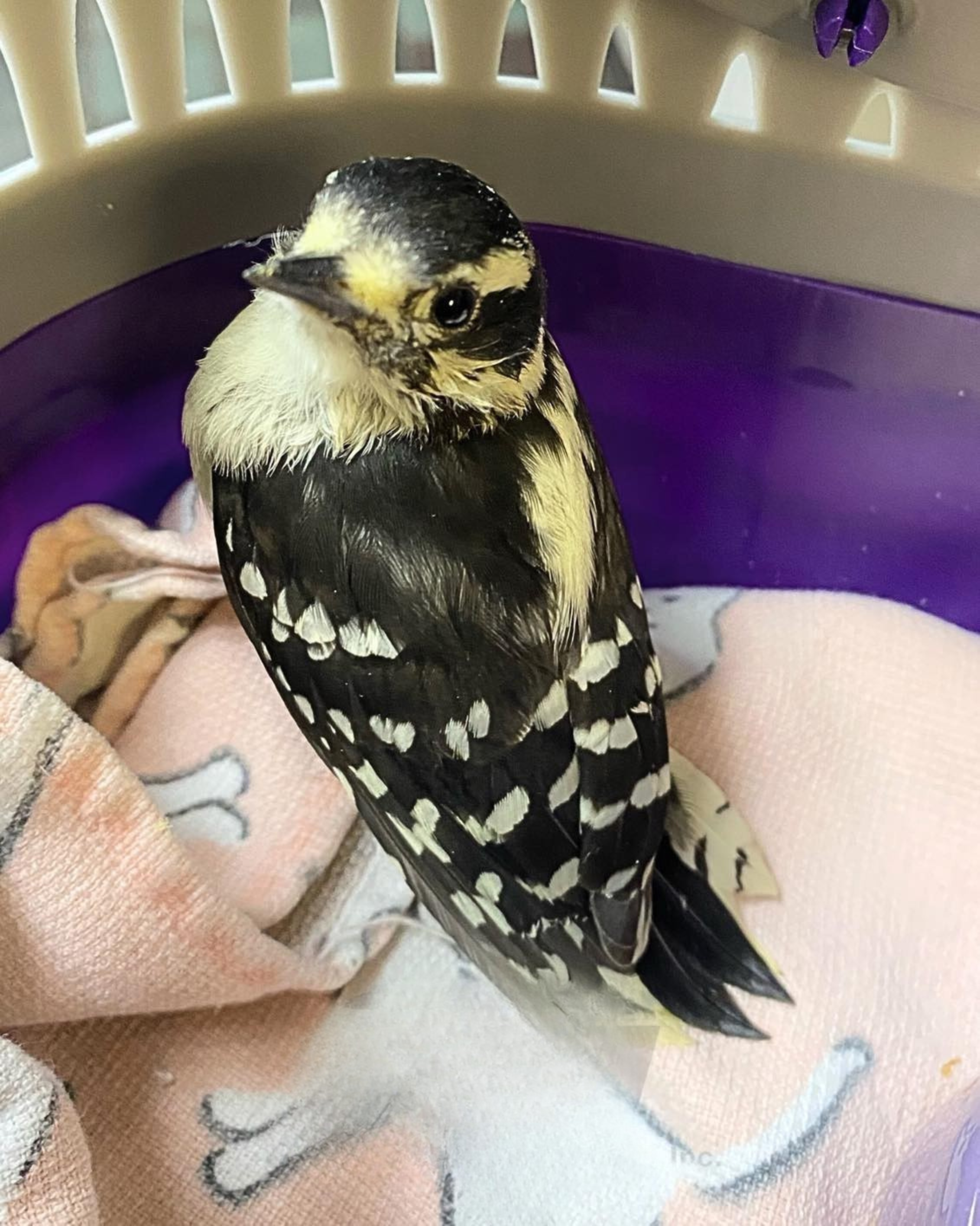 black-and-white warbler in carrier on the way to Cape Ann Wildlife