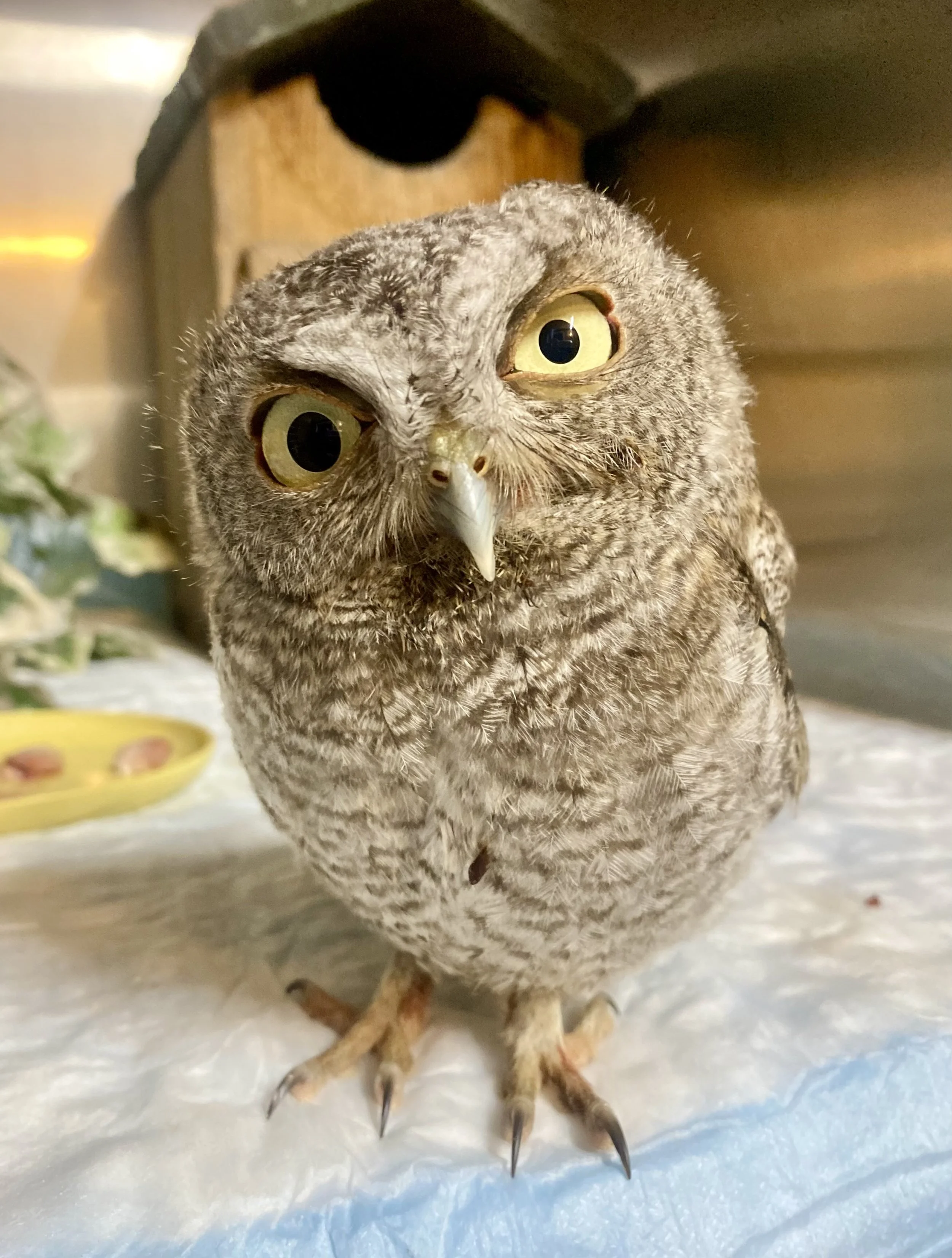 A close-up of a screen owlet with gray feathers, large yellow eyes, and a tilted head, standing on a surface.