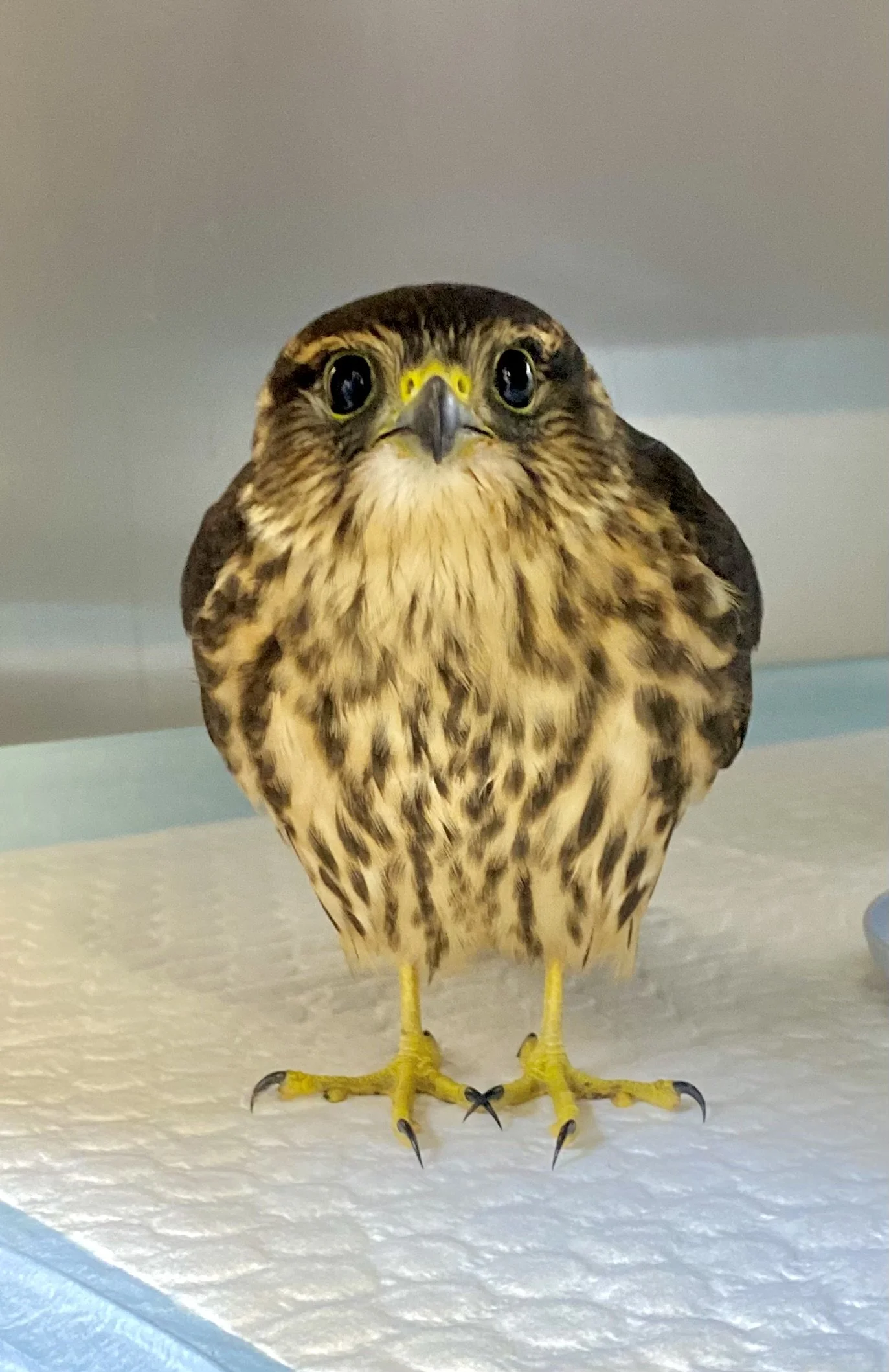 Close-up of a falcon bird of prey standing on a surface.