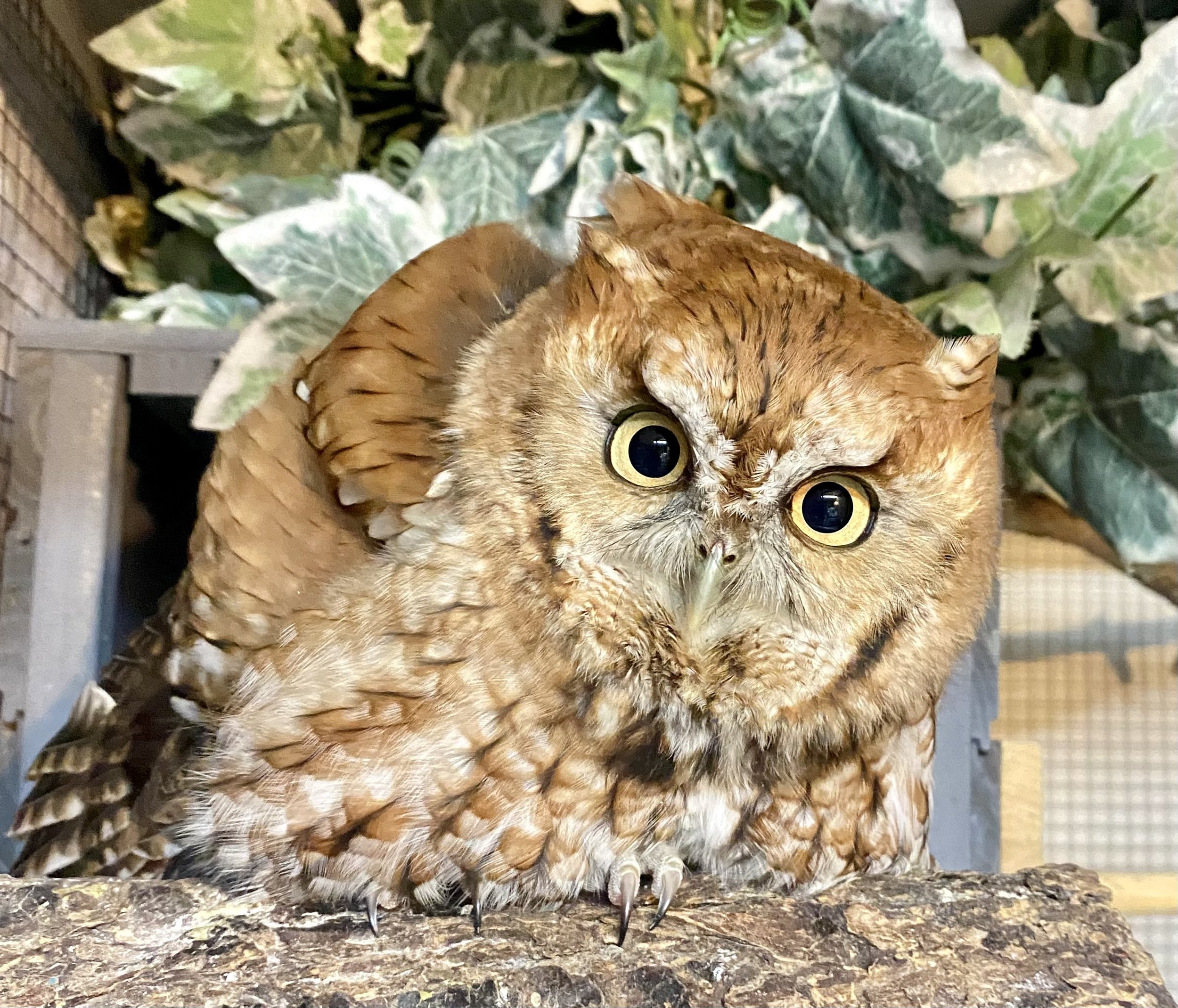Close-up of a screech owl with large yellow eyes perched on a wooden branch, with green leafy plants in the background.