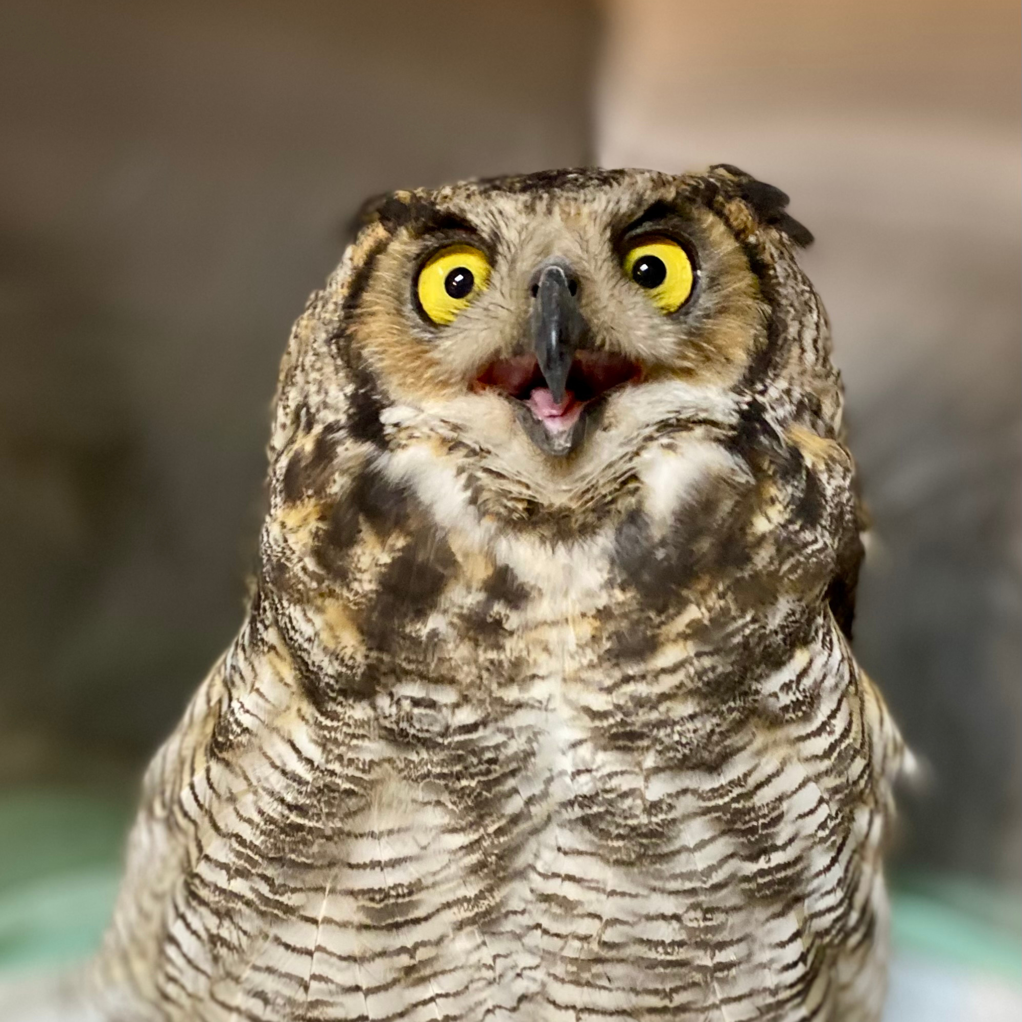 great horned owl looks to be smiling while in recovery