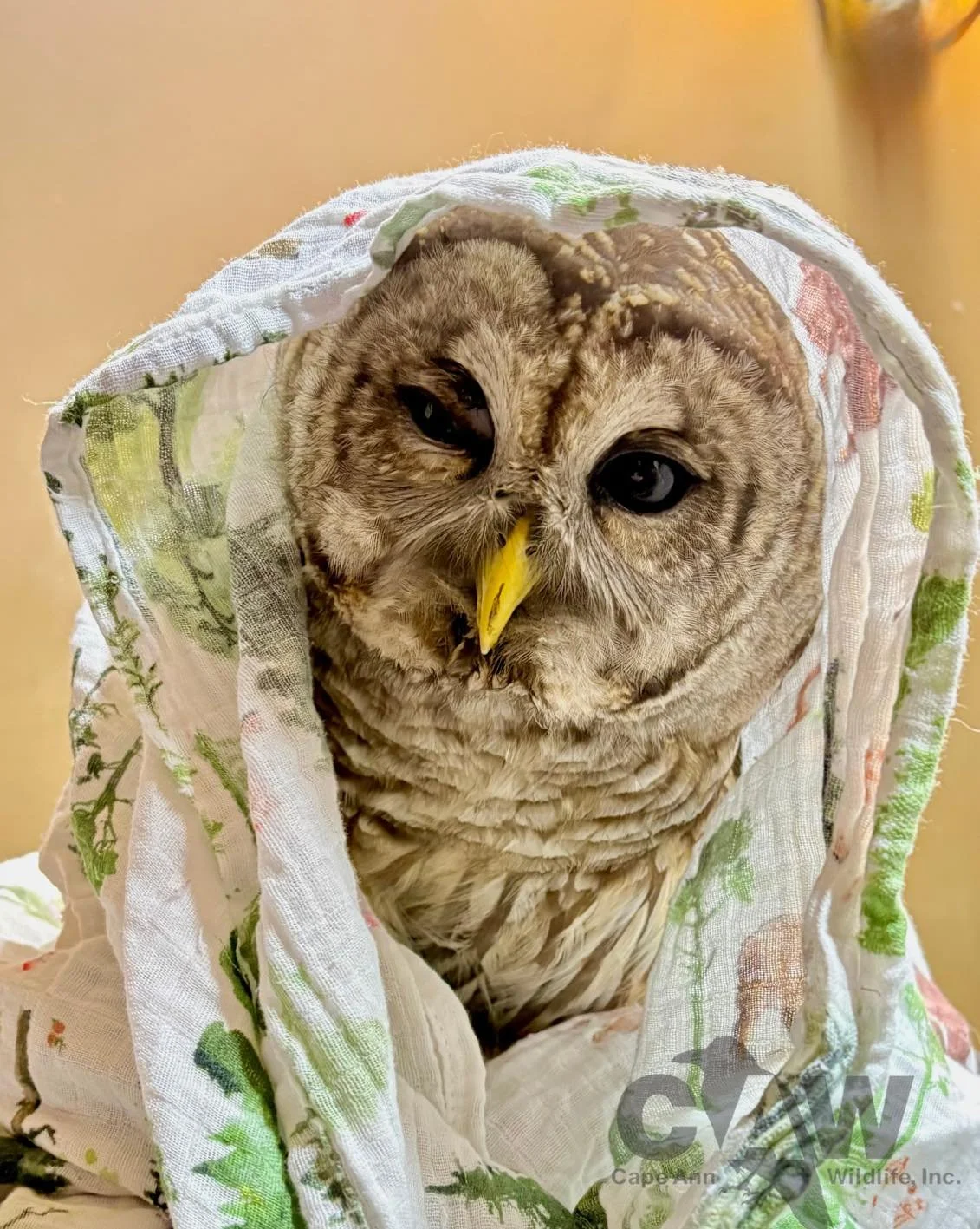 A barred owl wrapped in a white cloth with green and red patterns, with a yellow beak and dark eyes.