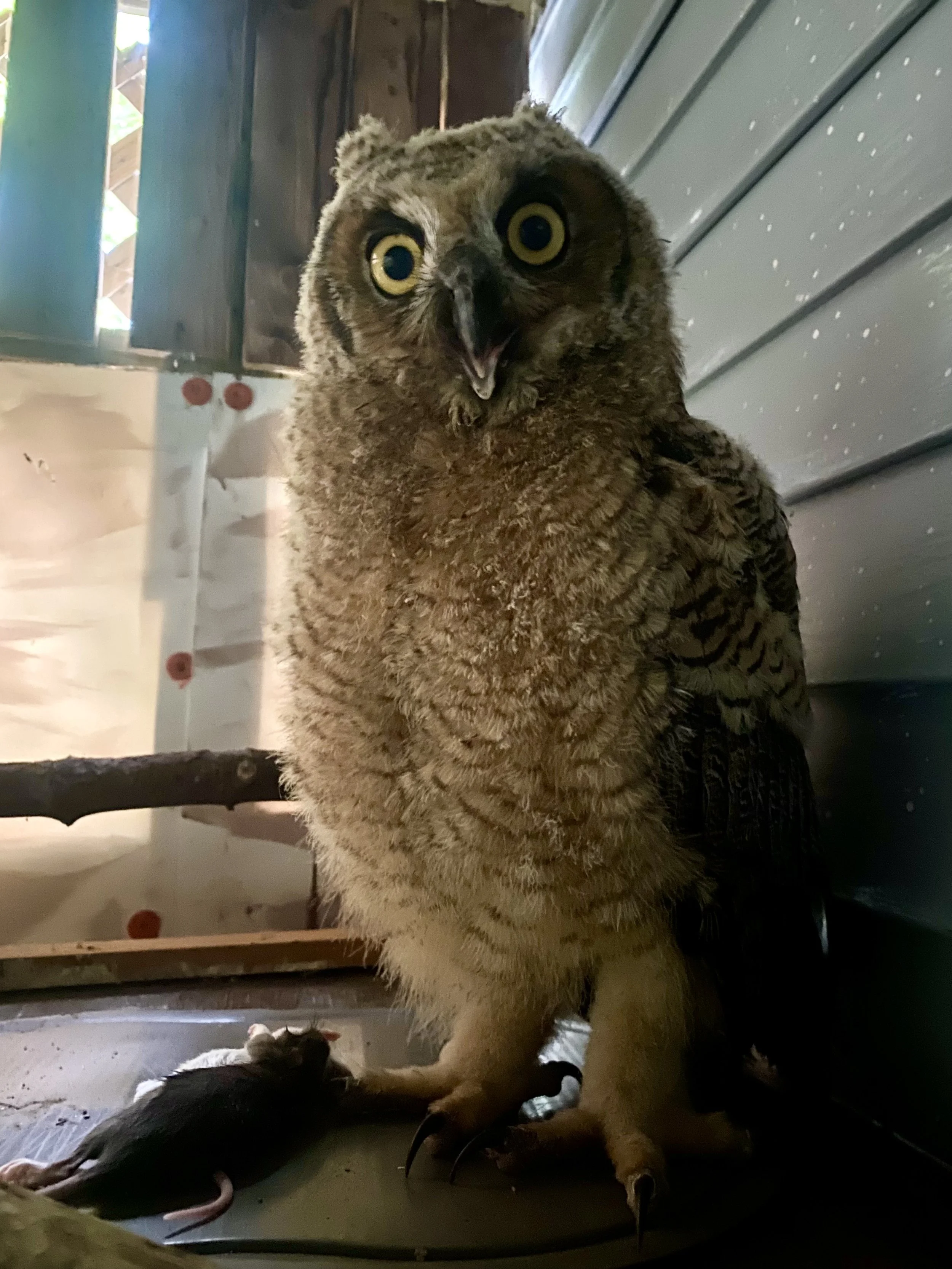 A great horned owlet with yellow eyes and mottled brown feathers perched indoors near a wall, with a small mouse lying on the floor beneath it.