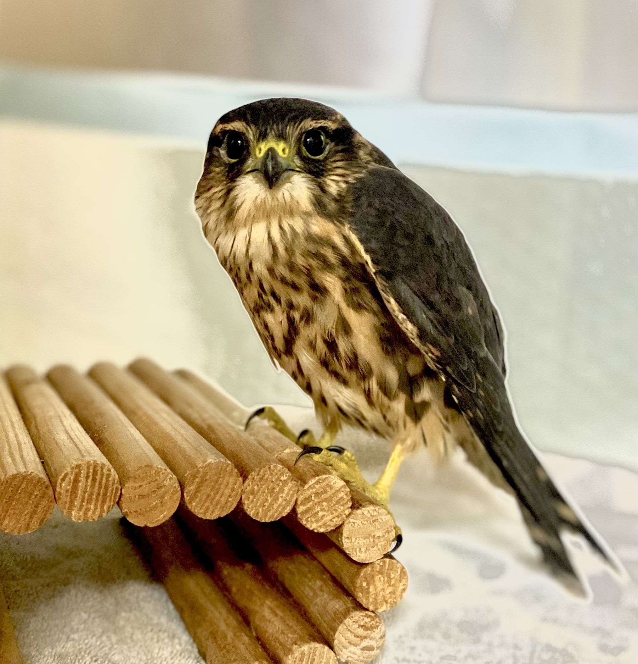 merlin hawk in recovery