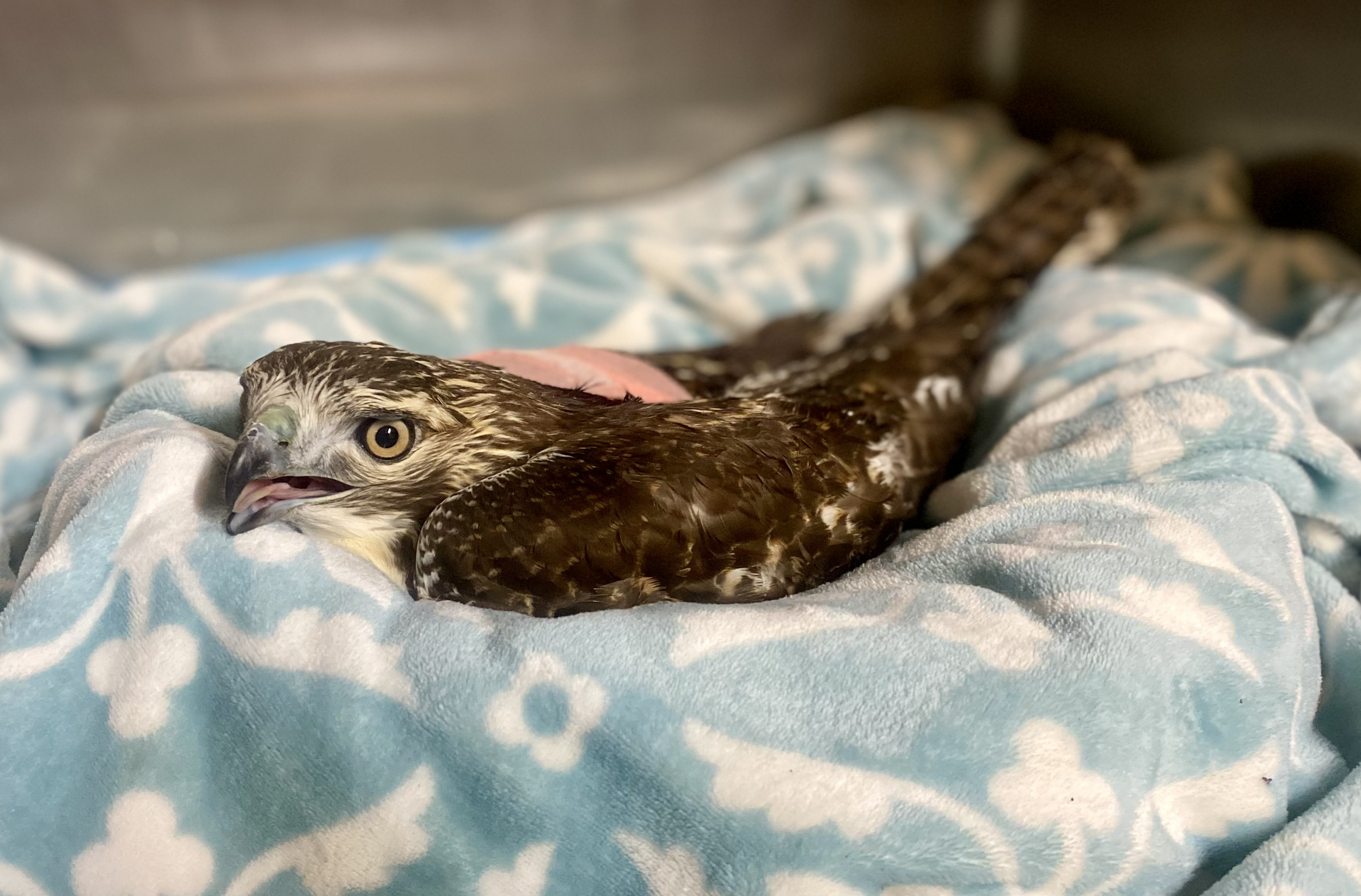 A young hawk recovering from rodenticide lying on a blue and white patterned blanket, with its head turned to the side, mouth slightly open, and wings folded close to its body.