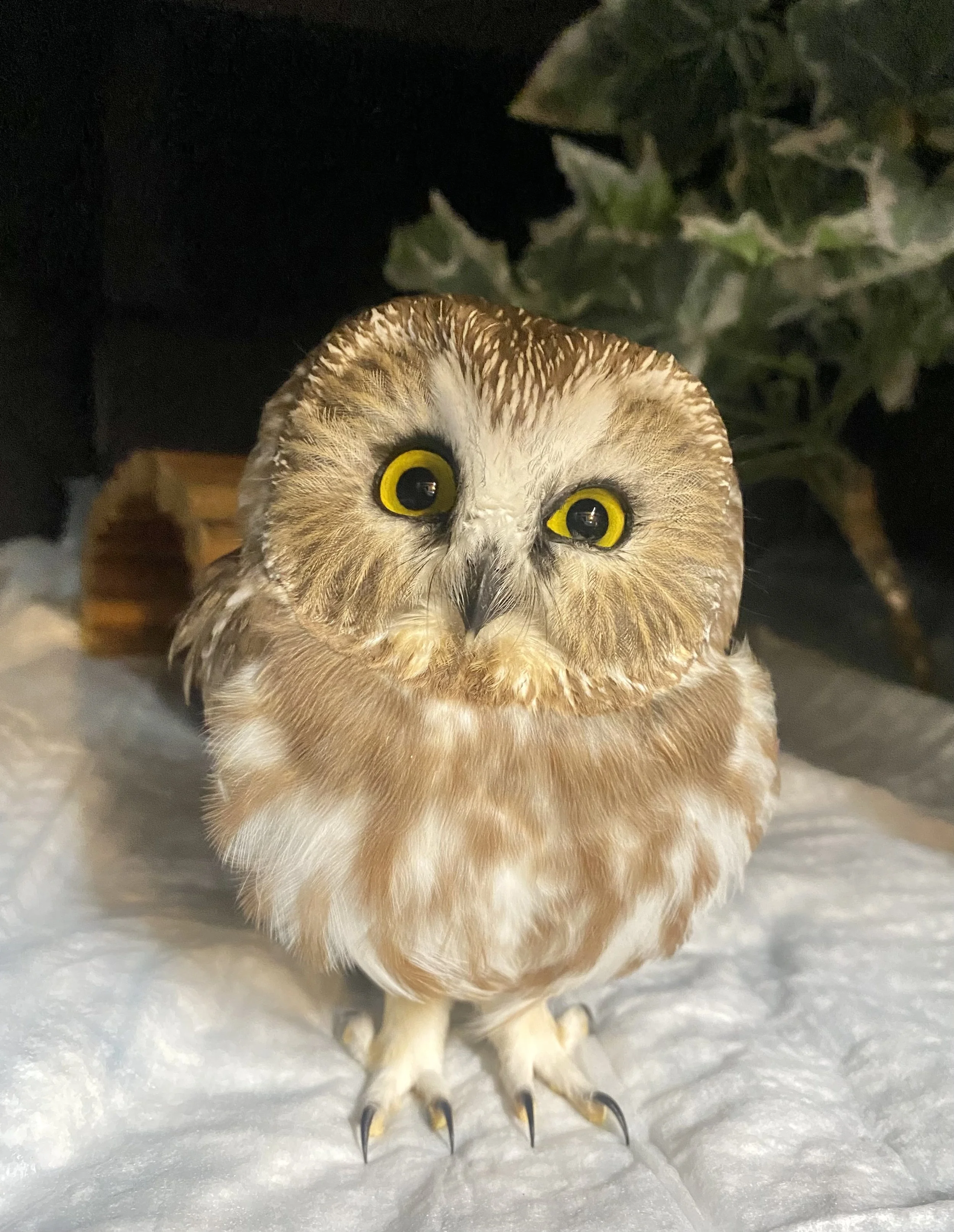 saw-whet owl in recovery
