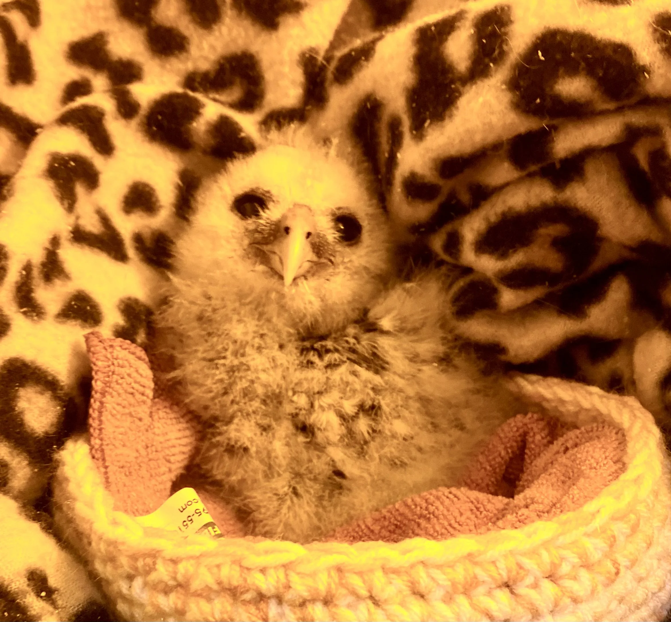 raptor chick wrapped in blanket