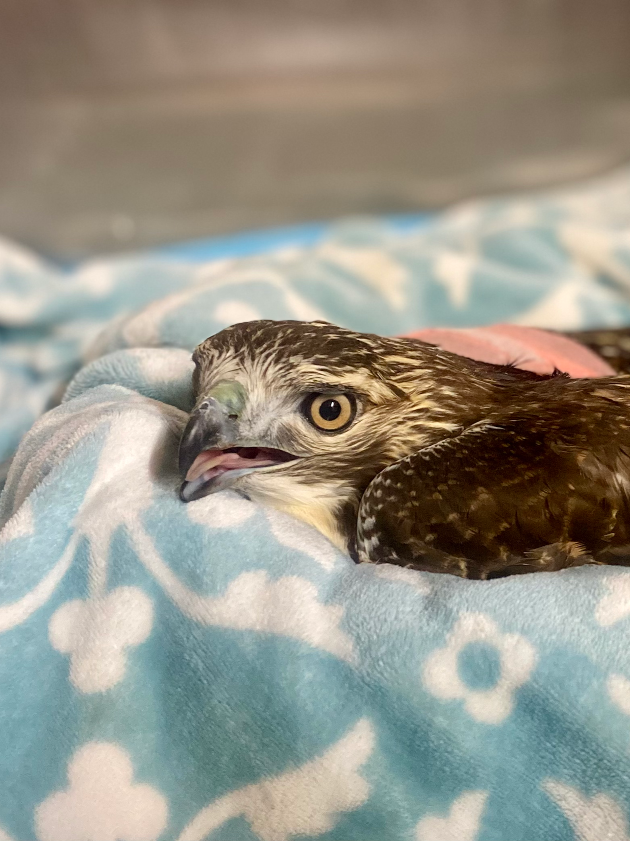 raptor poisoned by rodenticide