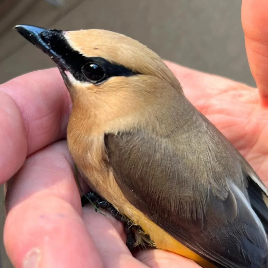 cedar waxing being held by hand