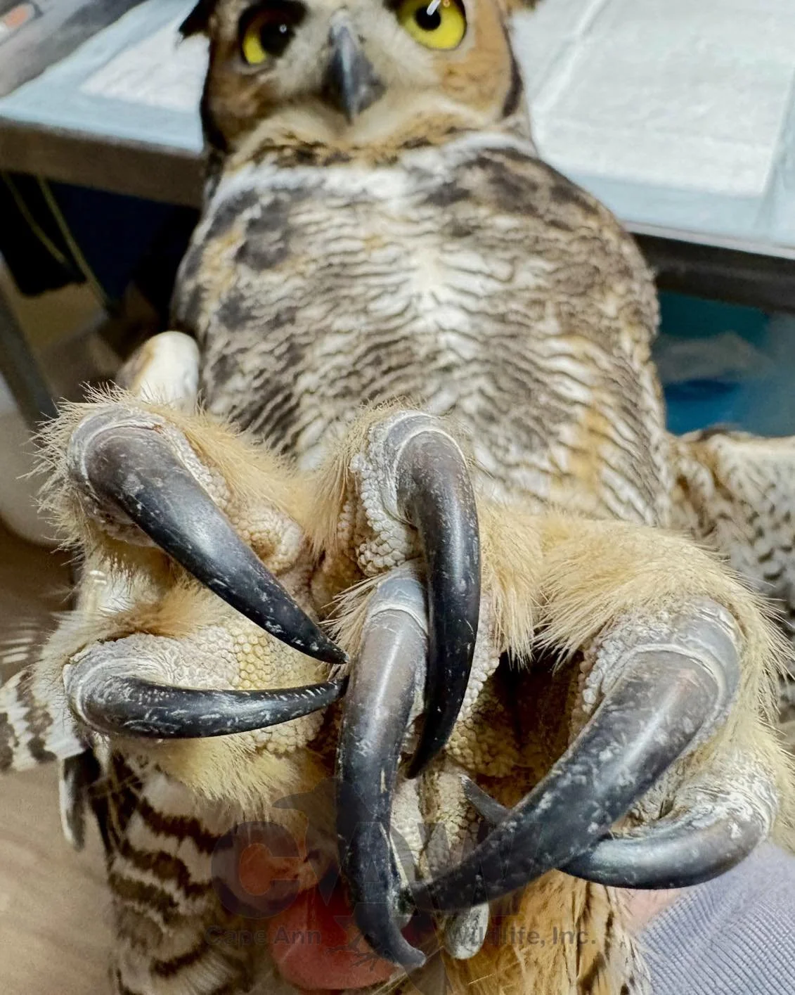 Close-up of a great horned owl's foot with sharp claws, with an owl in the background looking directly at the camera.