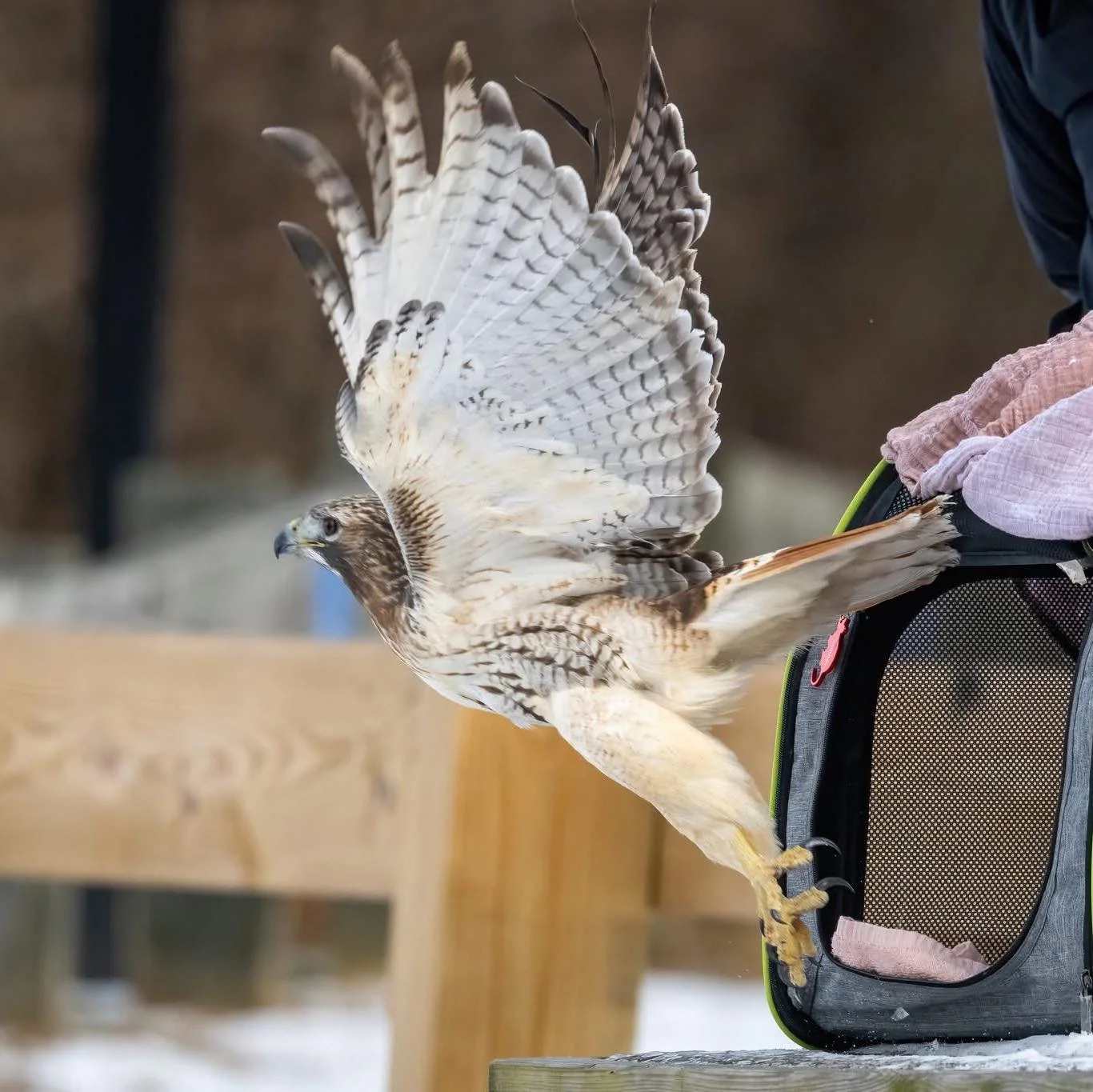 A hawk perched on a person's leg, spreading its wings being released back into the wild.