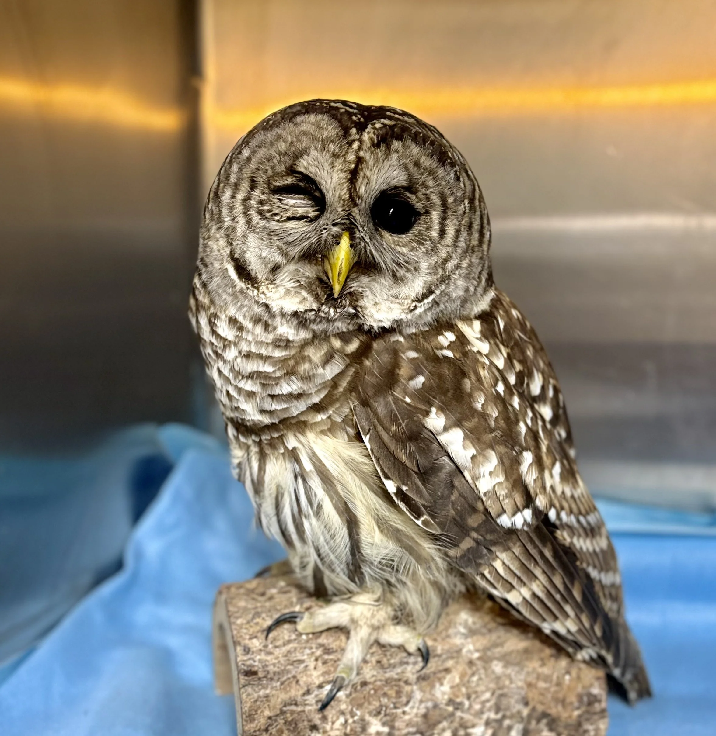 A barred owl in an indoor setting with metal walls.