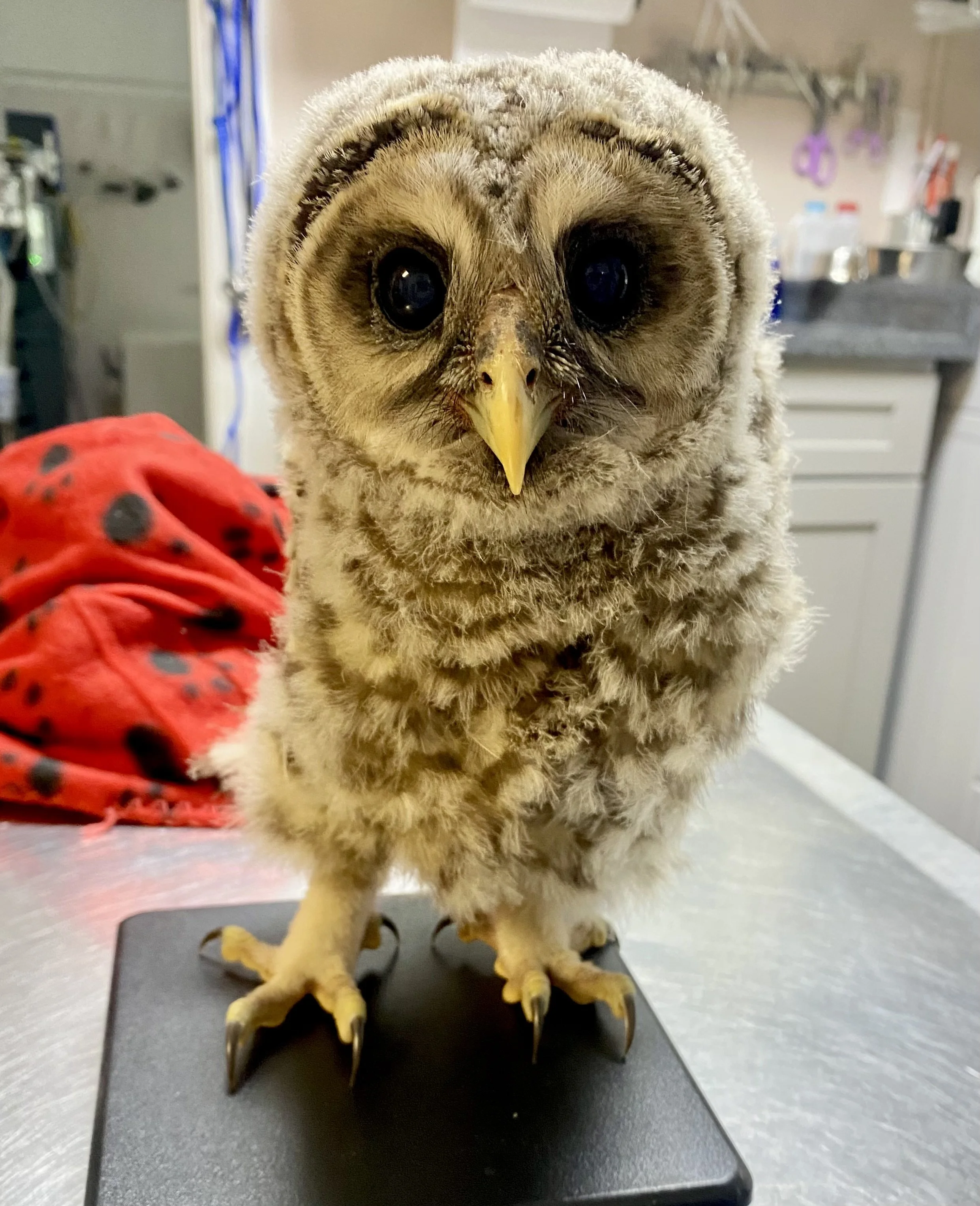 barred owlet being treated at Cape Ann Wildlife