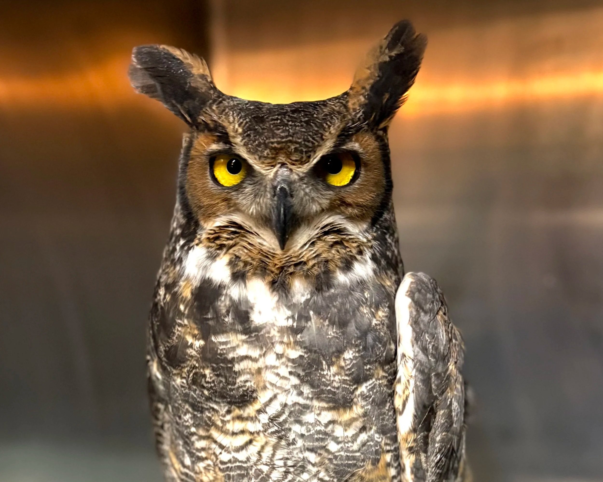 great horned owl being treated at Cape Ann Wildlife