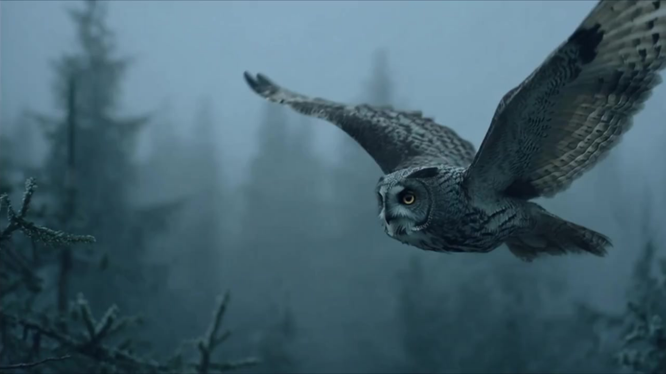 CAW Homepage Header_owl.png