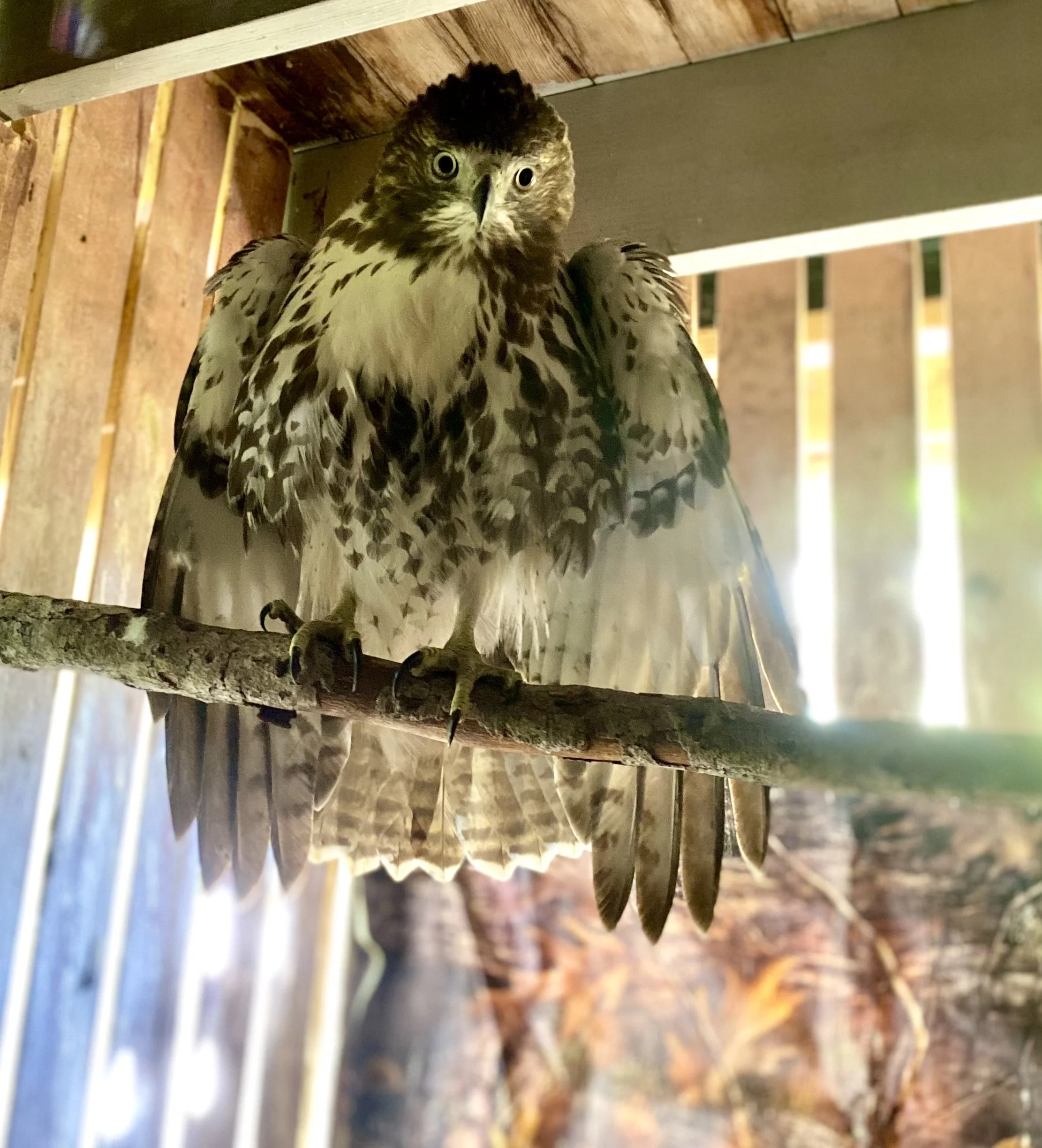 A hawk perched on a branch inside a wooden enclosure.