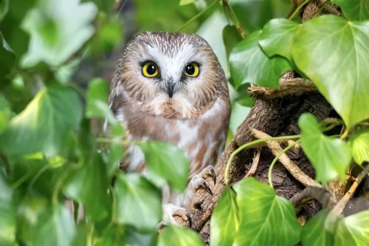 saw-whet owl sitting in tree