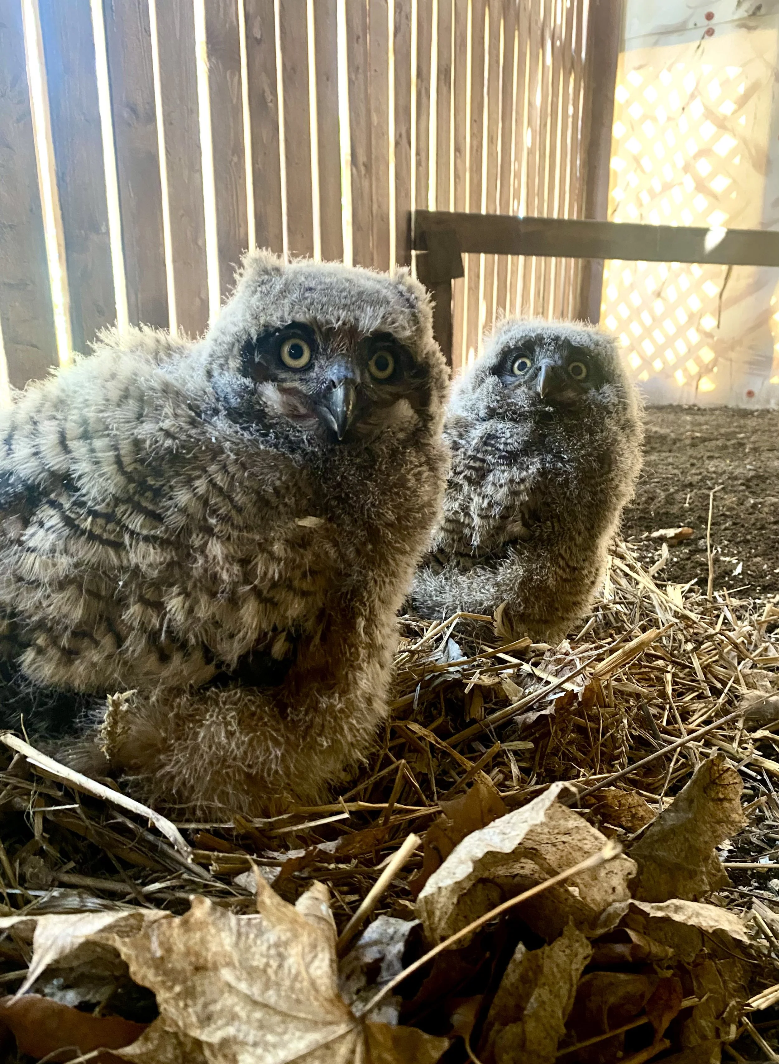 two great horned owlets sitting on nests while in recovery
