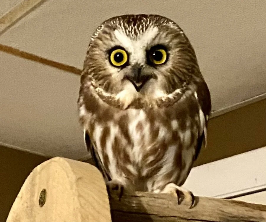 Close-up of a saw-whet owl with bright yellow eyes, perched on a wooden beam indoors.