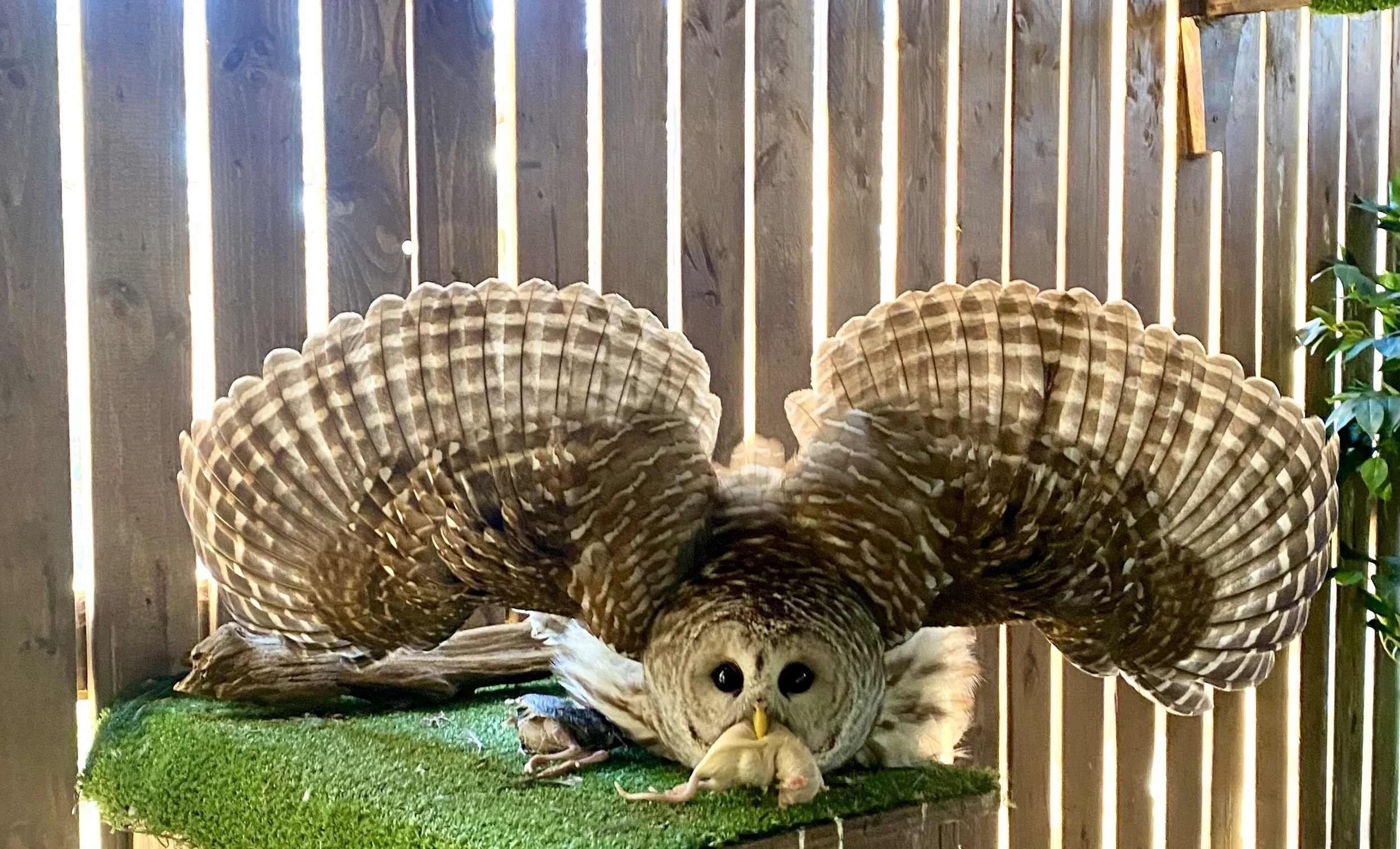 A barred owl with its wings spread wide, standing on a patch of artificial grass, holding a mouse in its beak, in front of a wooden fence with gaps allowing sunlight to shine through.