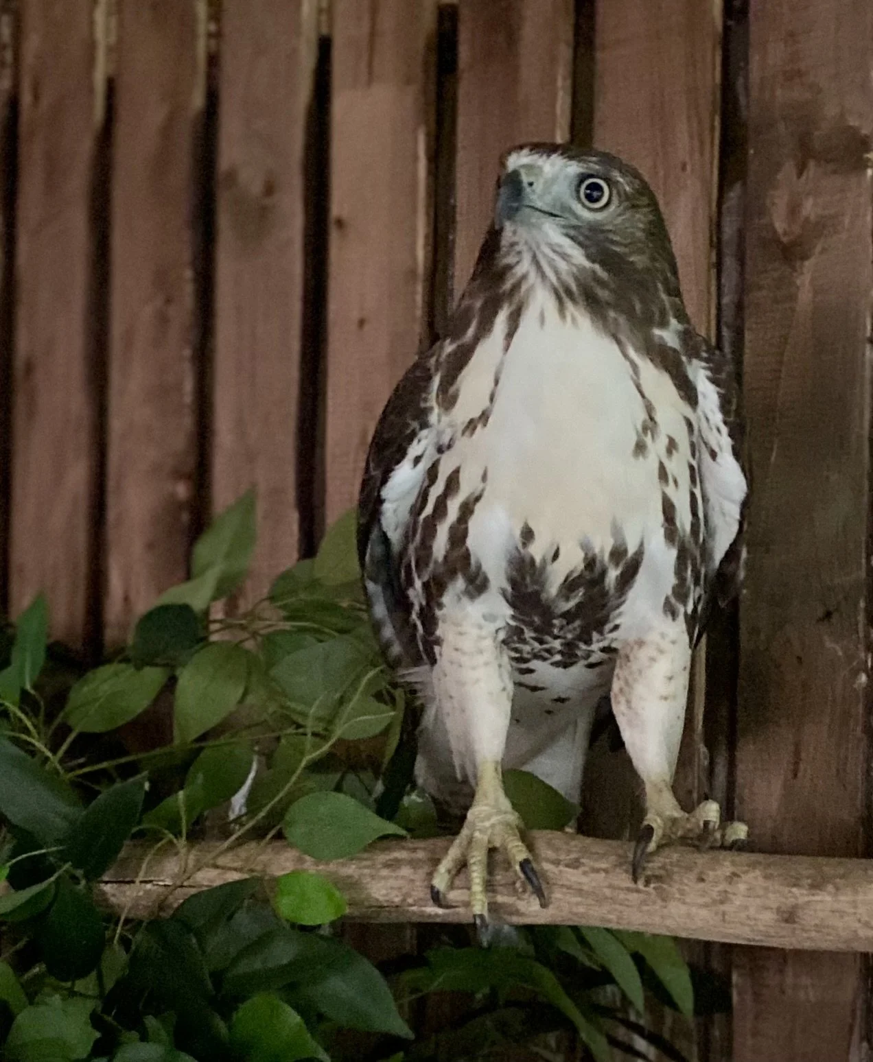 A hawk perched on a wooden branch in front of a wooden fence, with green leaves nearby.