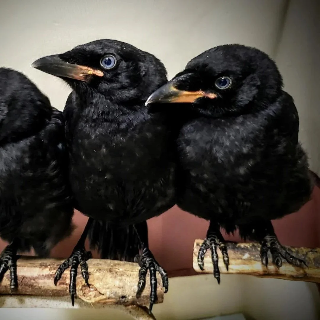 corvid chicks in recovery