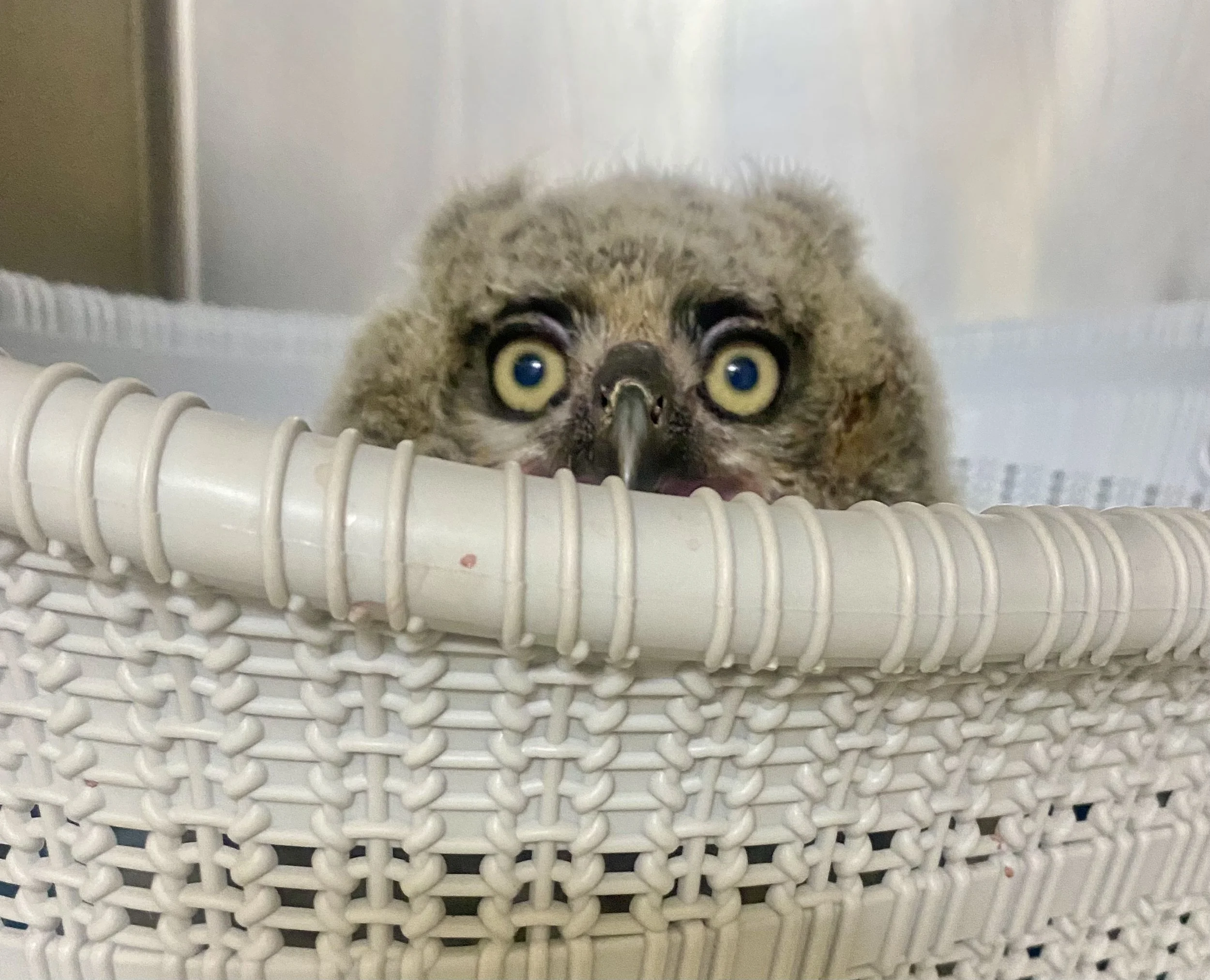 Close-up of a great horned owlet peeking over the edge of a white plastic basket, with large yellow eyes and a small beak.
