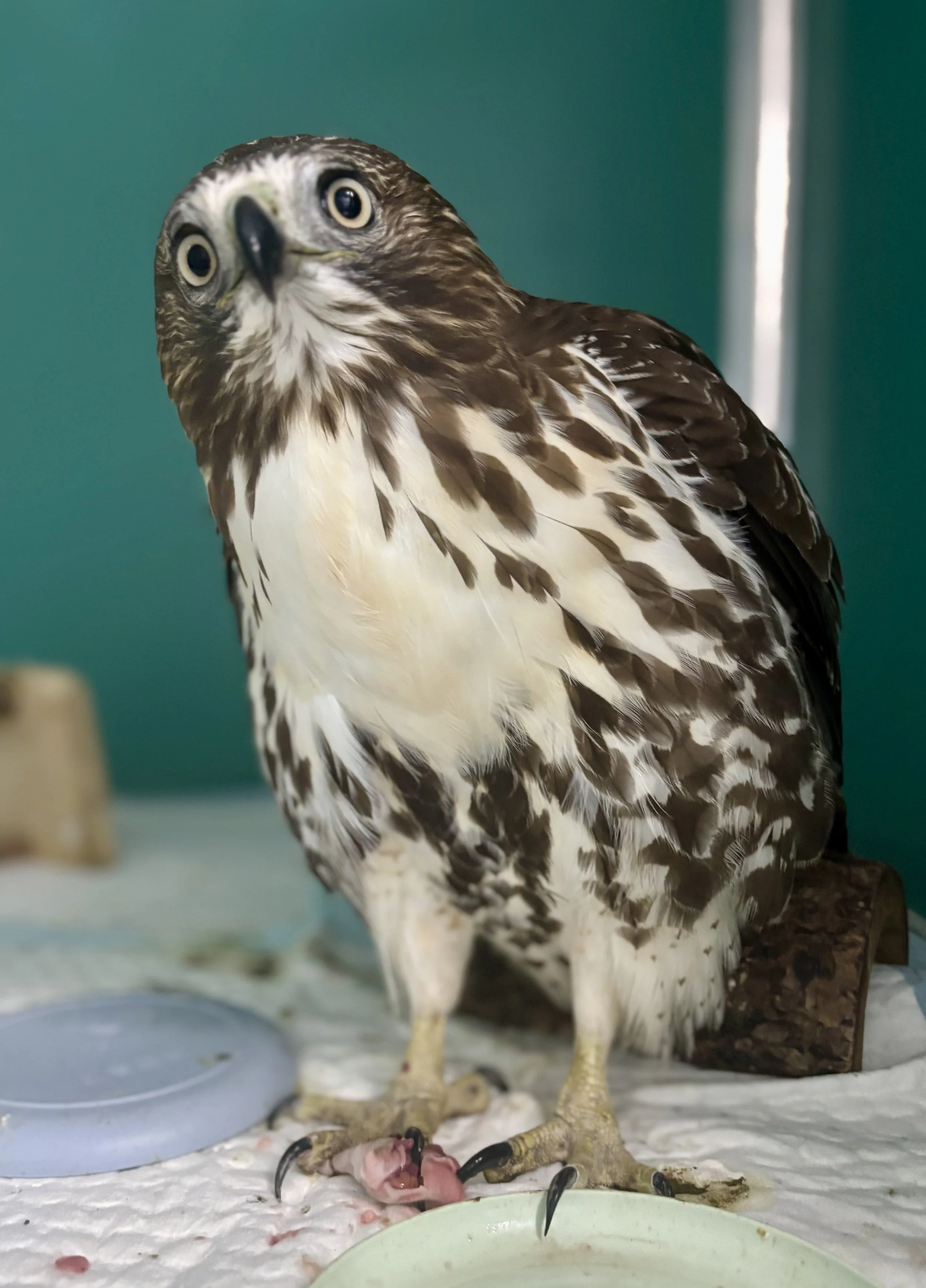 A close-up of a hawk standing indoors, with a piece of raw meat under its talons, and a teal background.