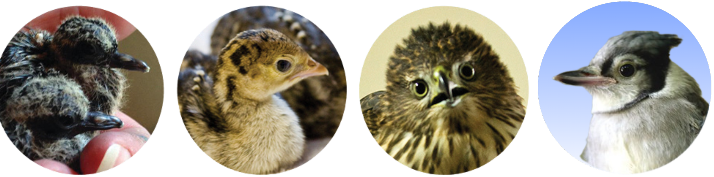 ducklings_chicks_hawk_blue jay profile images