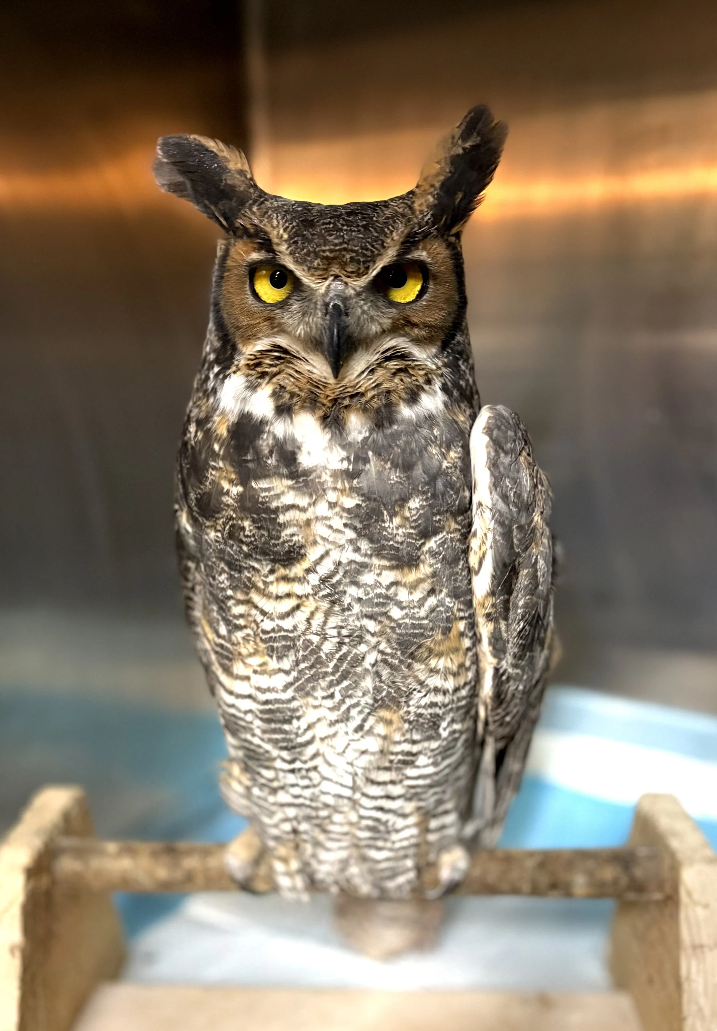 A detailed close-up of a great horned owl perched on a wooden branch, with a metallic background.